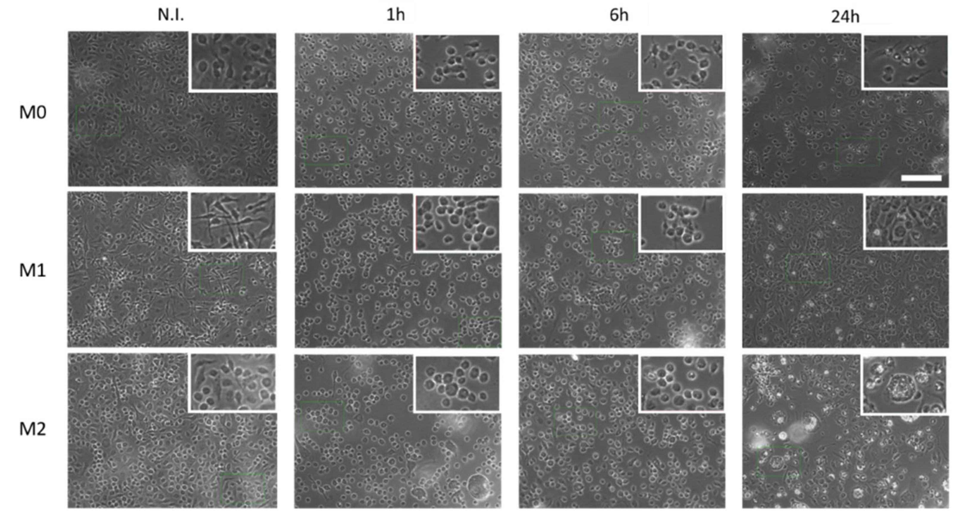 Biomedicines 09 00379 g004 Biomedicines 09 00379 g004