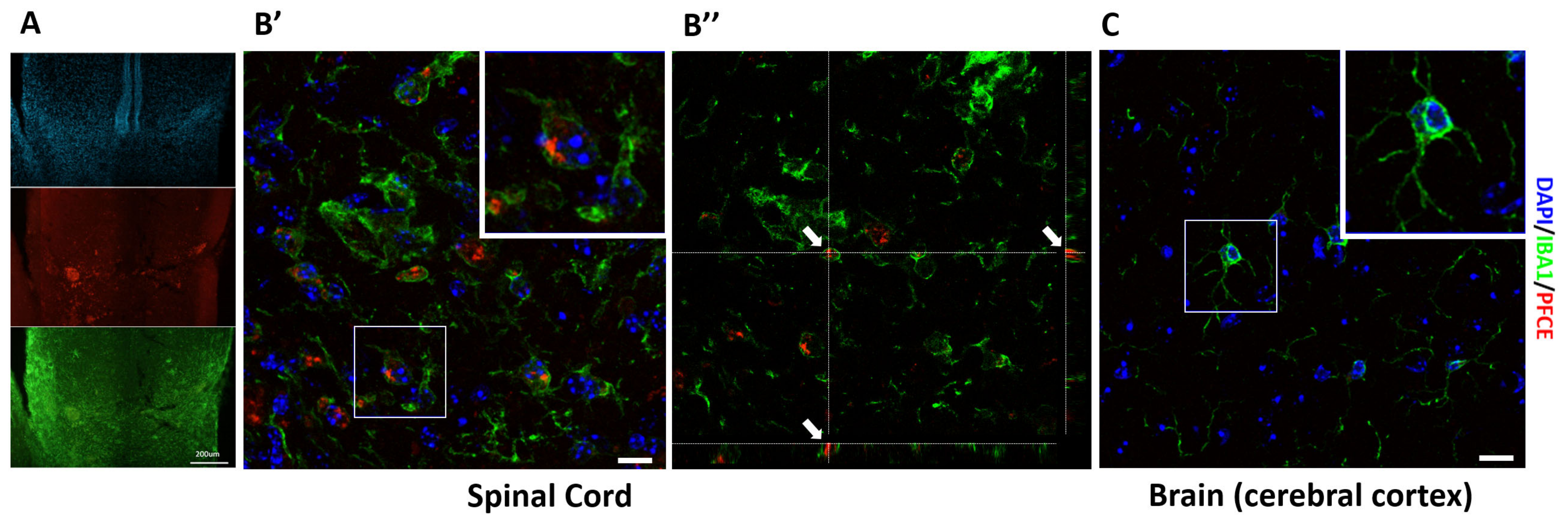 Biomedicines 09 00379 g010 Biomedicines 09 00379 g010