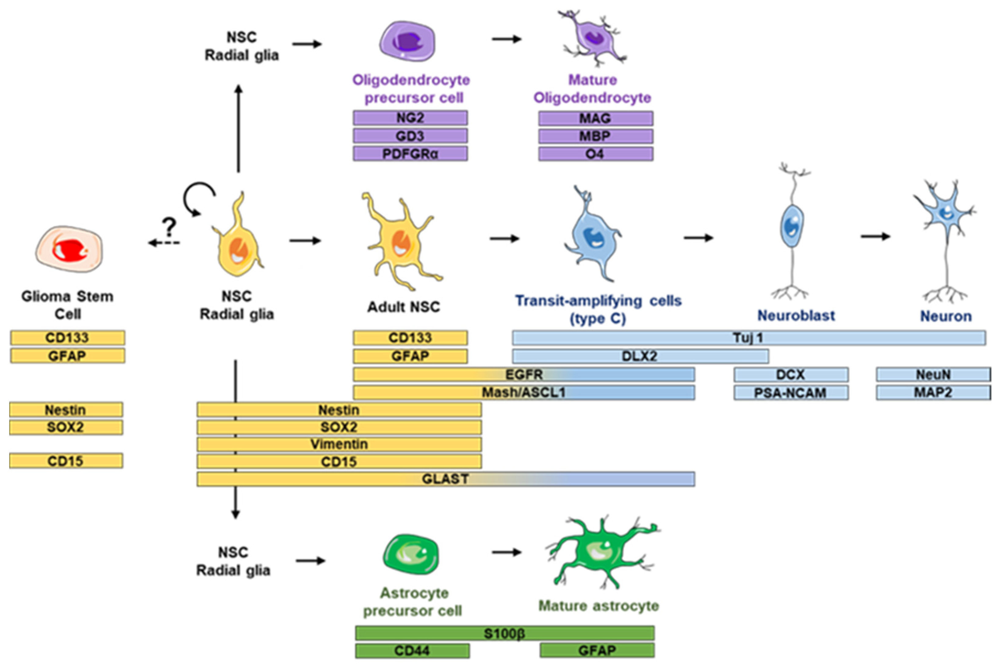 Biomedicines 09 00381 g001 Biomedicines 09 00381 g001