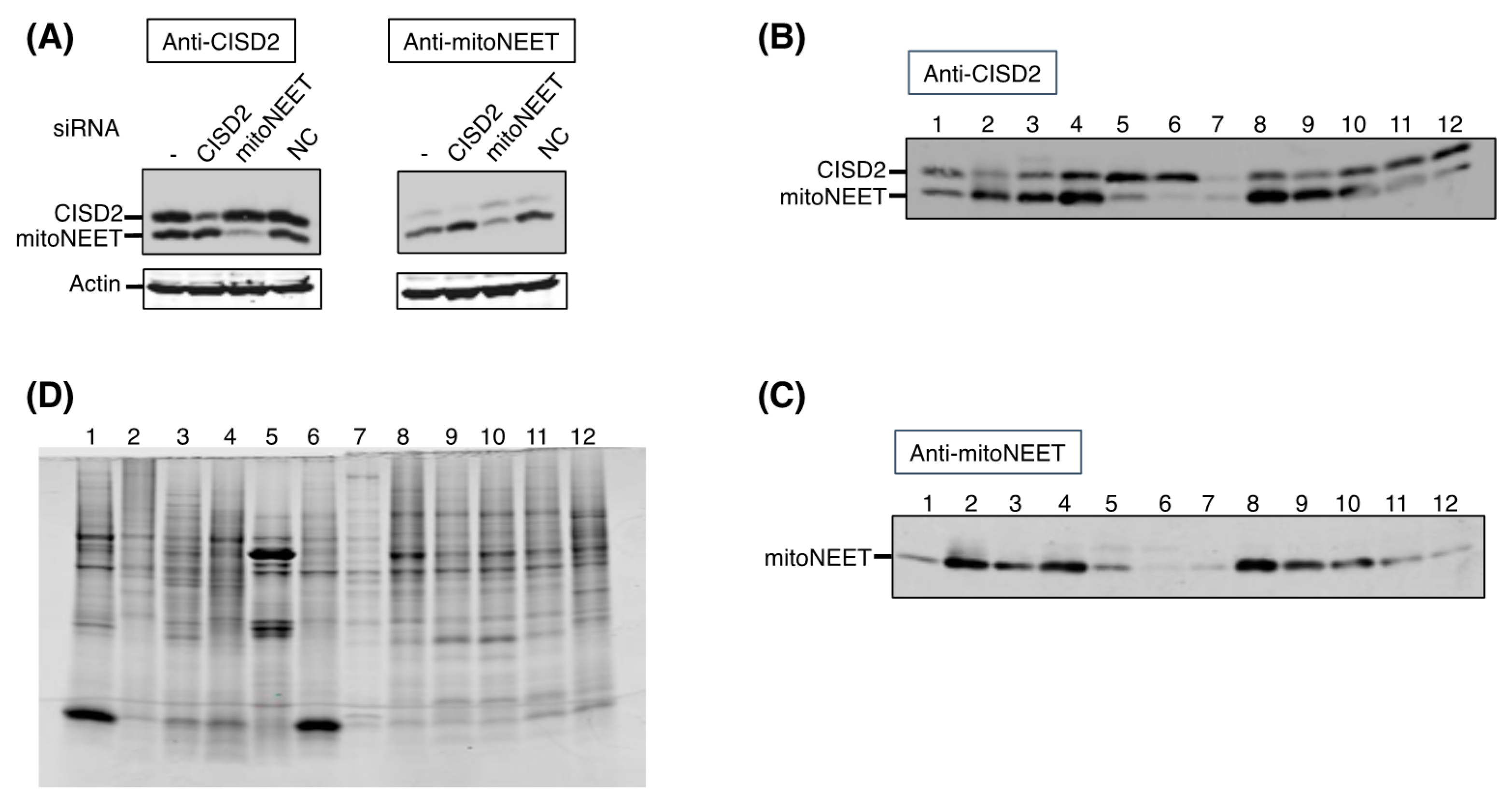 Biomedicines 09 00384 g002