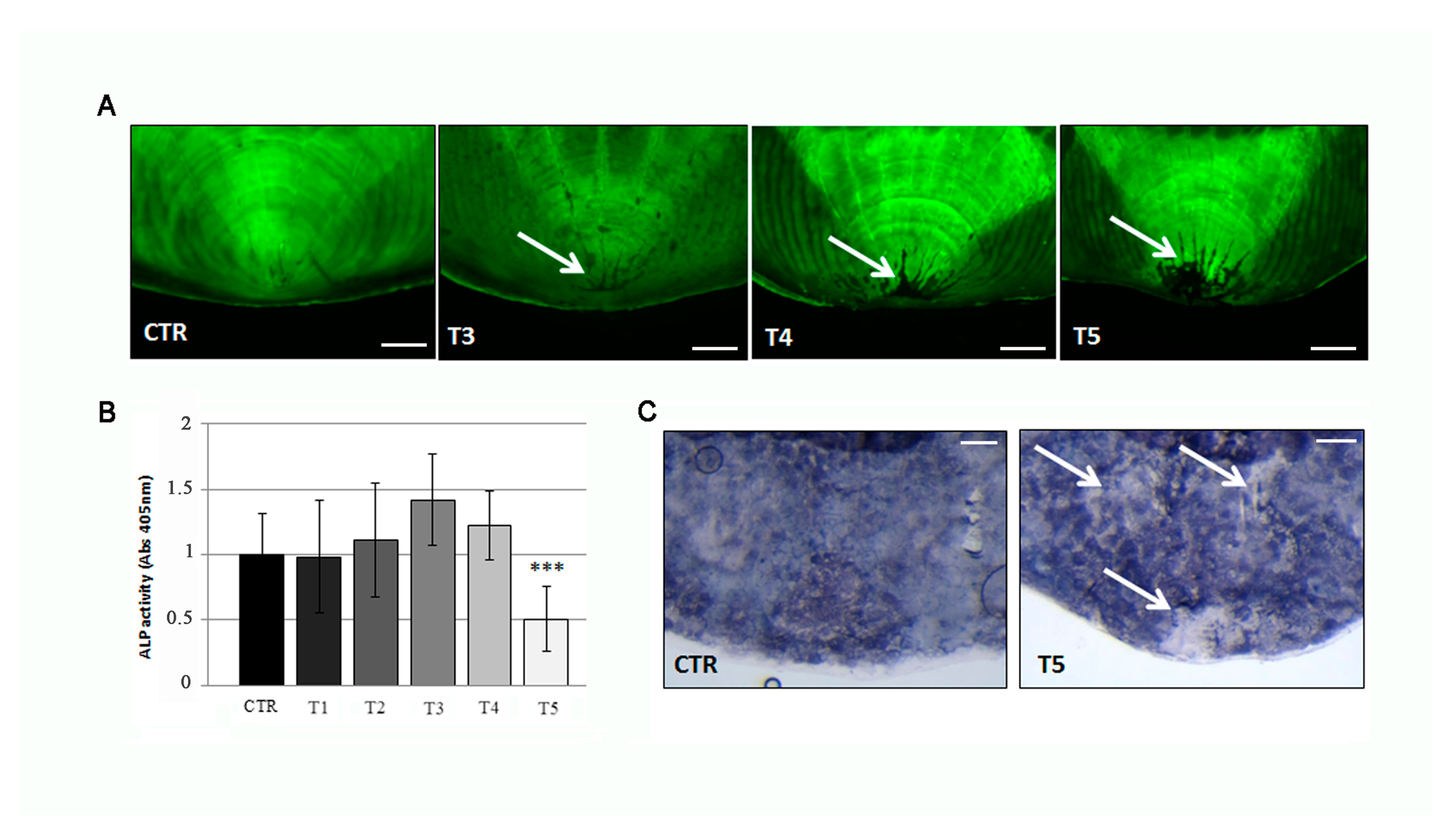 Biomedicines 09 00393 g007