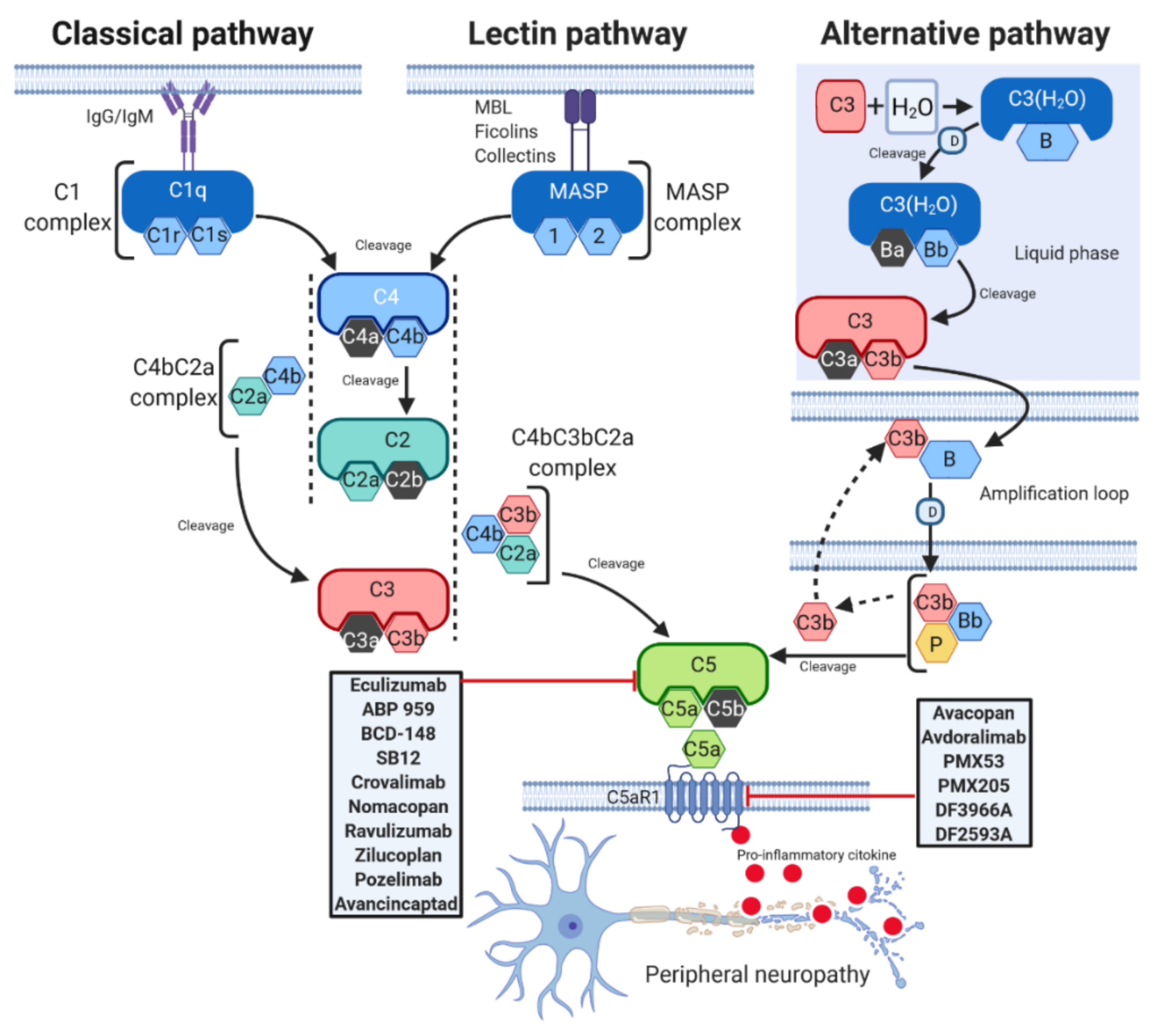 Biomedicines | Free Full-Text | Emerging Role of C5 Complement Pathway ...