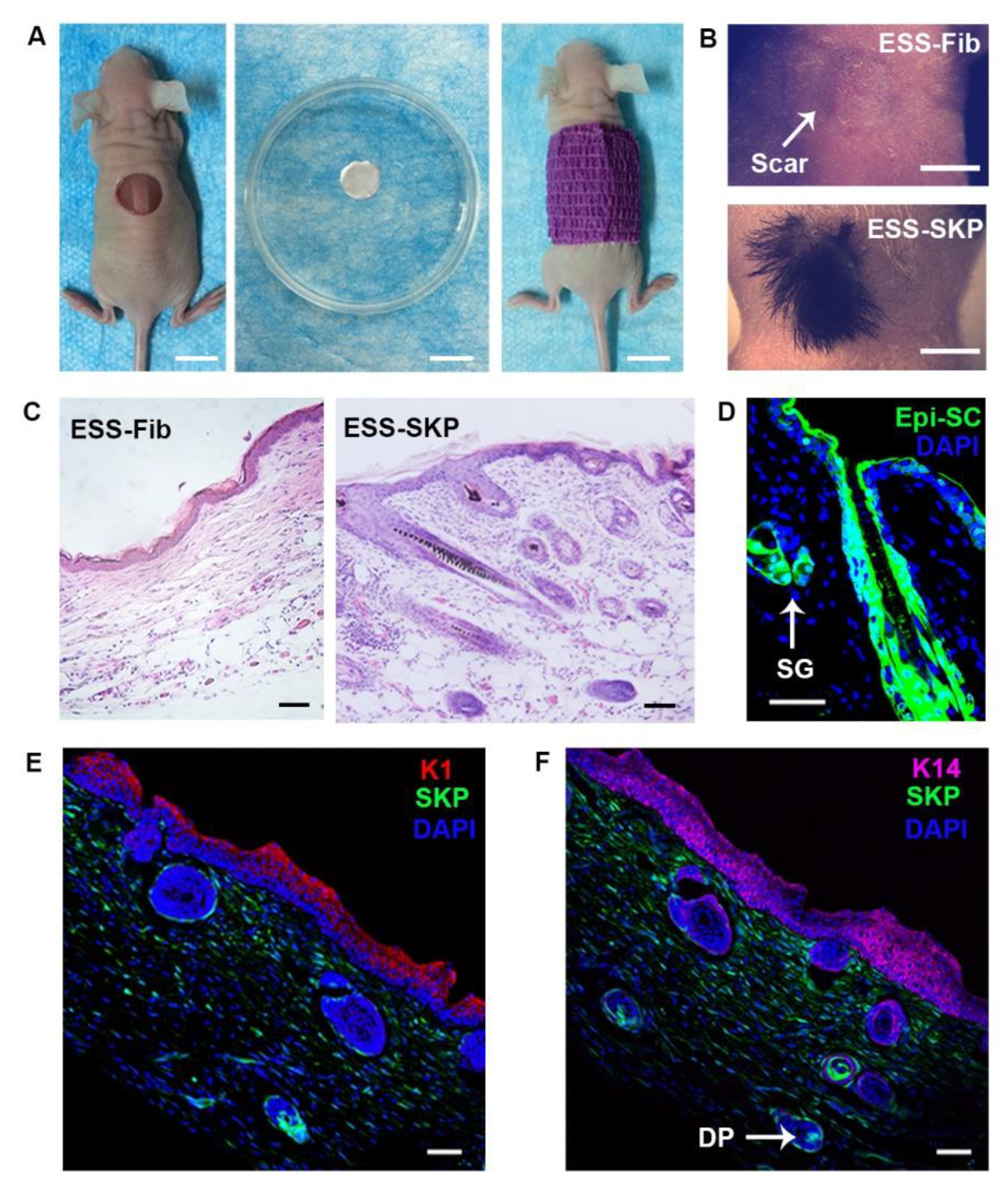 Biomedicines 09 00400 g006 Biomedicines 09 00400 g006