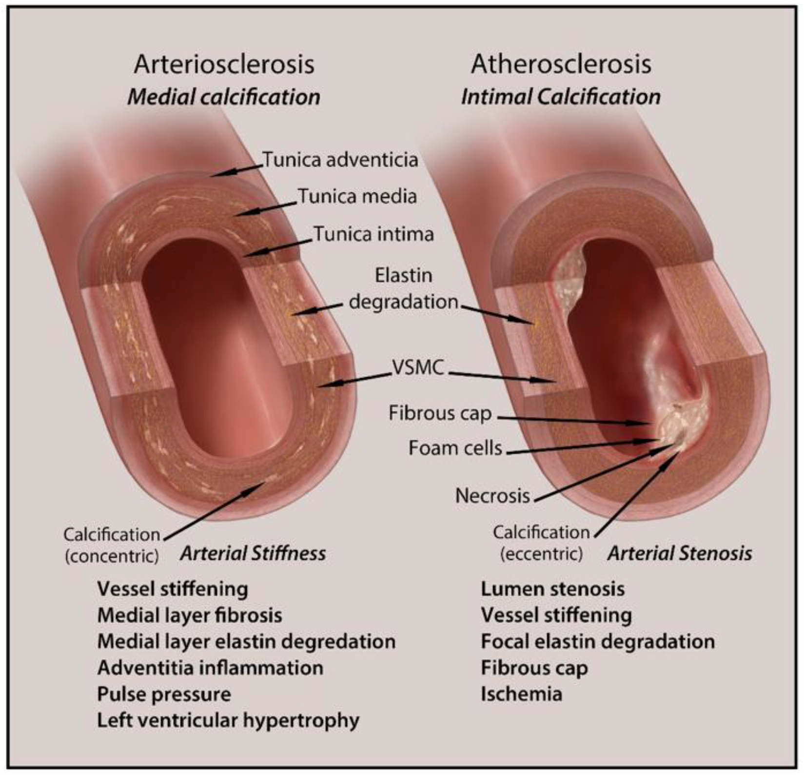 Biomedicines 09 00404 g002 Biomedicines 09 00404 g002