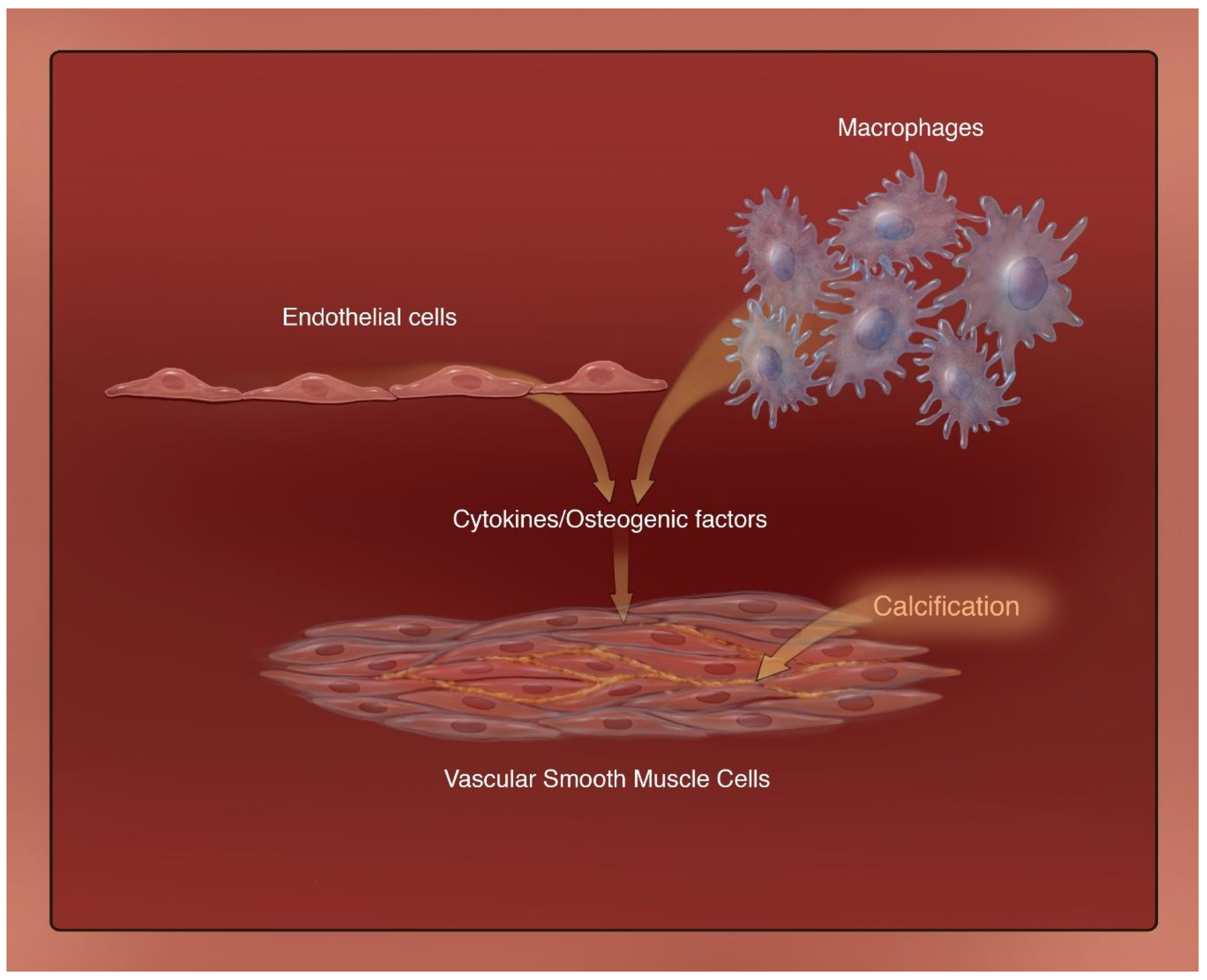Biomedicines 09 00404 g004 Biomedicines 09 00404 g004