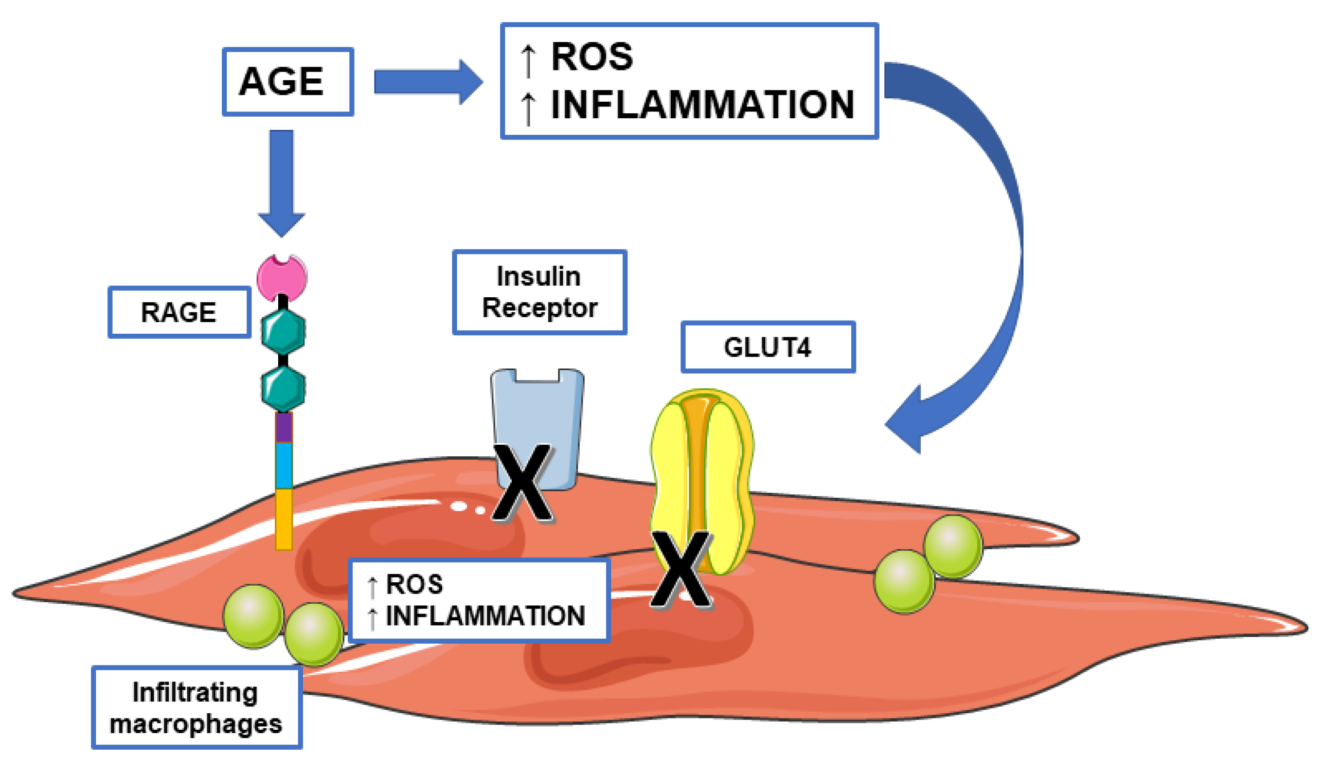 Biomedicines 09 00405 g005 Biomedicines 09 00405 g005