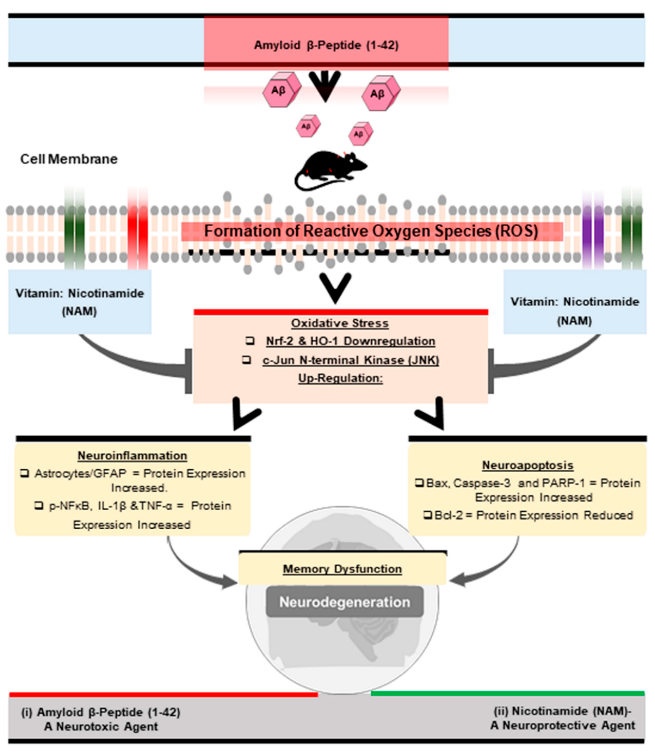 Biomedicines 09 00408 g006 Biomedicines 09 00408 g006