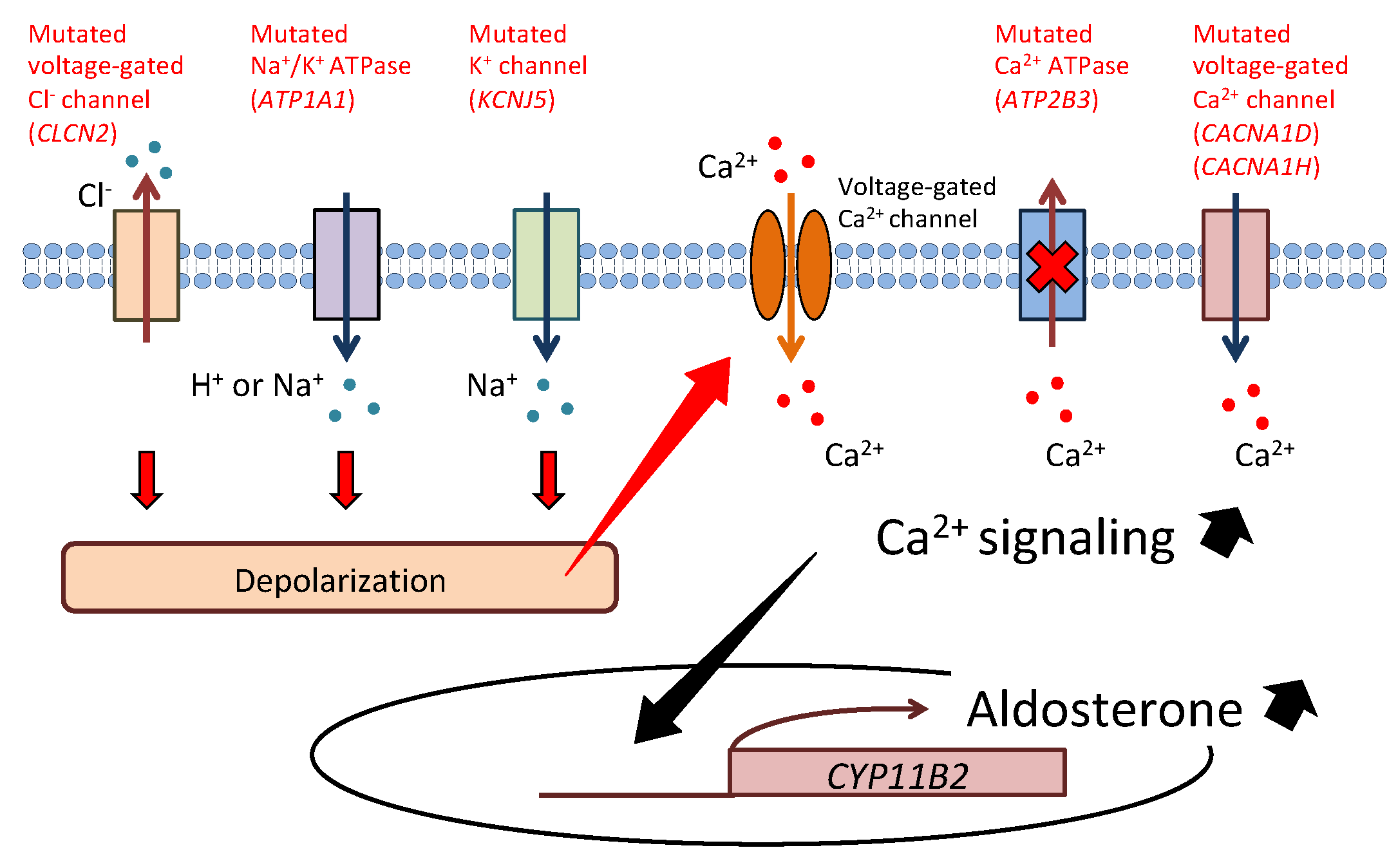 Biomedicines 09 00409 g001 Biomedicines 09 00409 g001