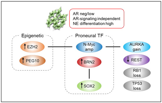 AMNP 01 prostatitisrel