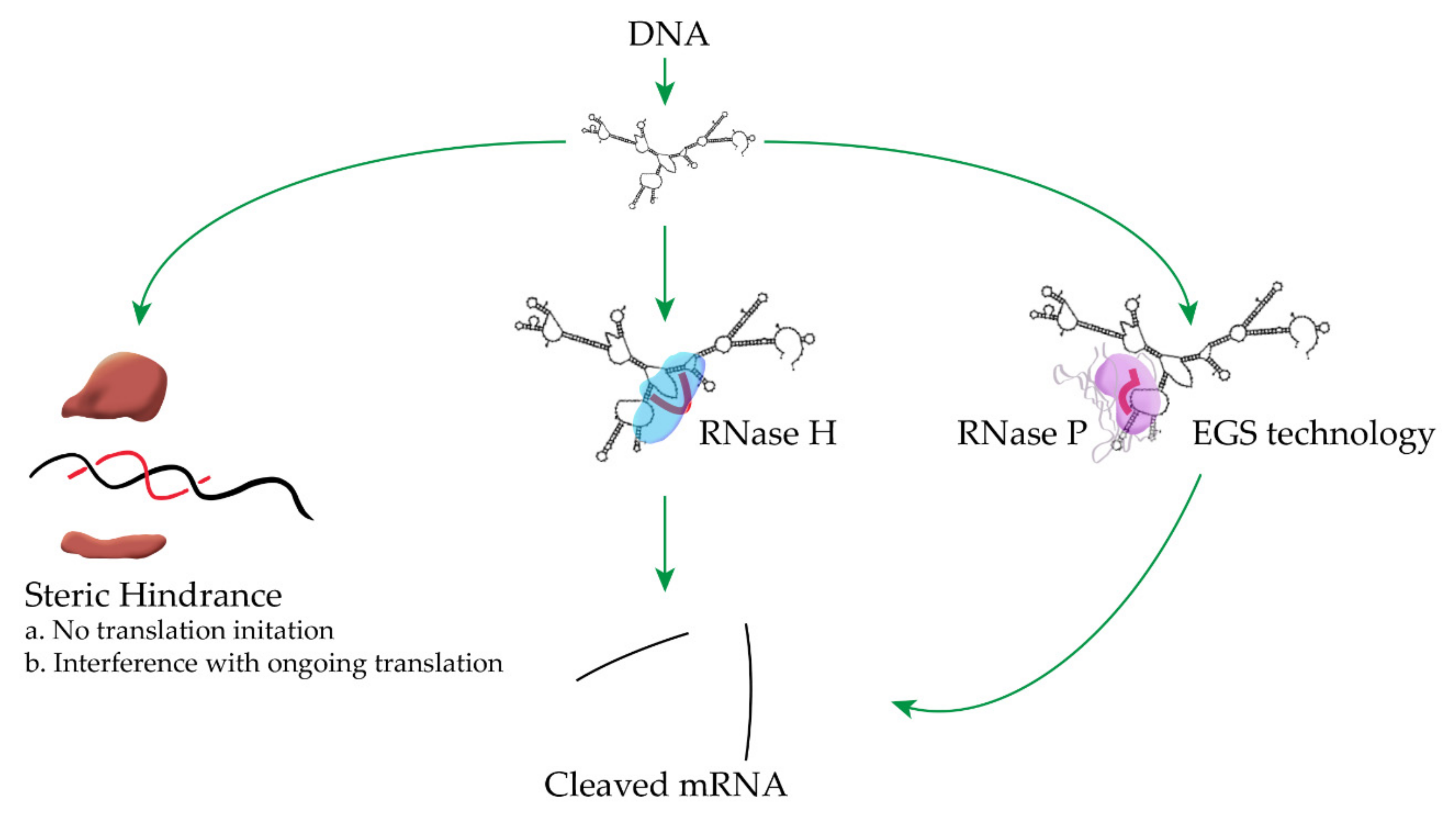 Biomedicines 09 00416 g001