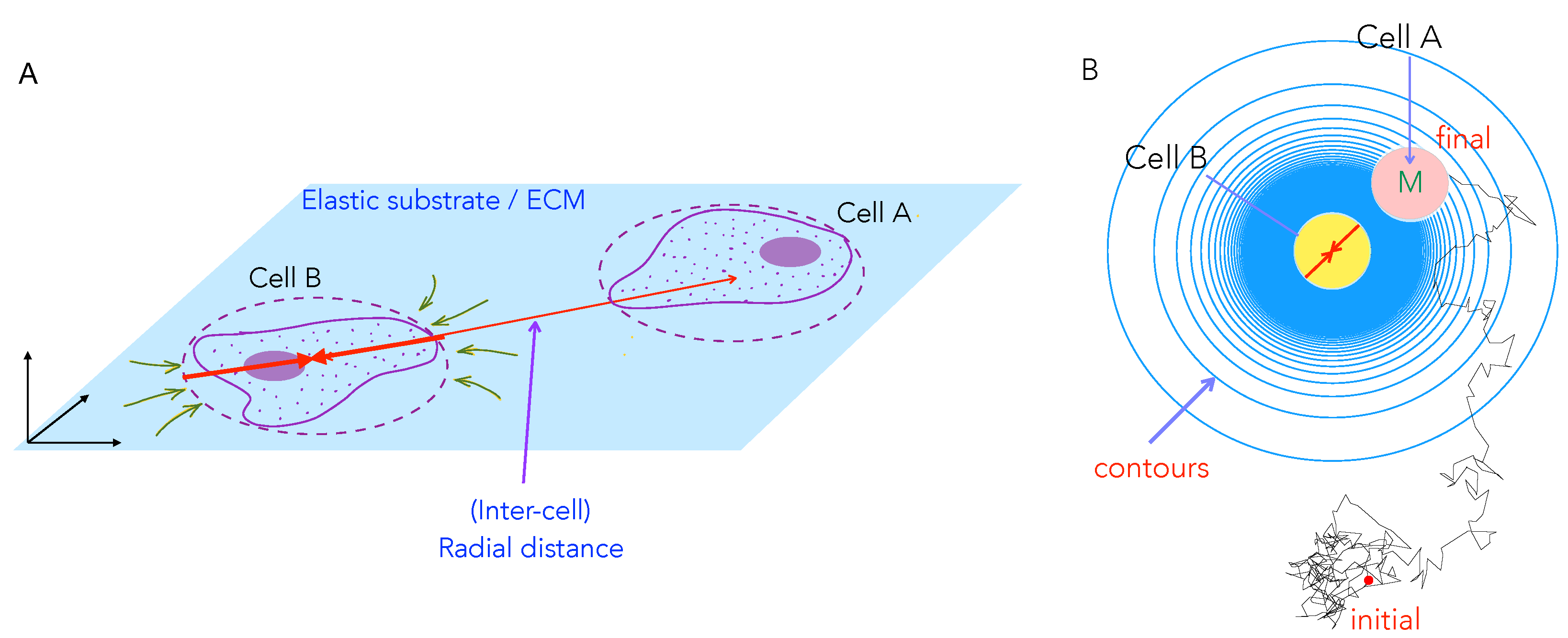 Biomedicines 09 00428 g002