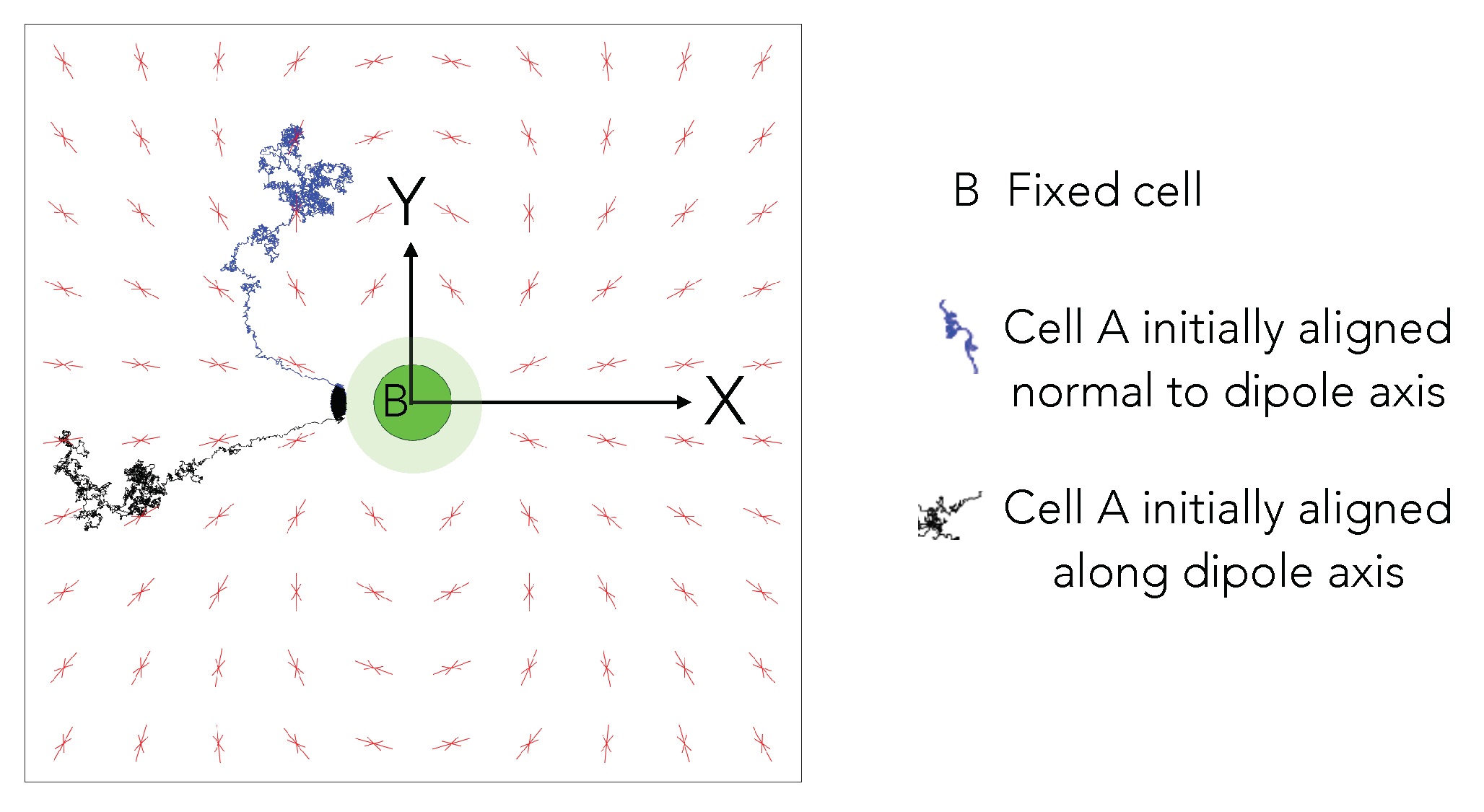 Biomedicines 09 00428 g007