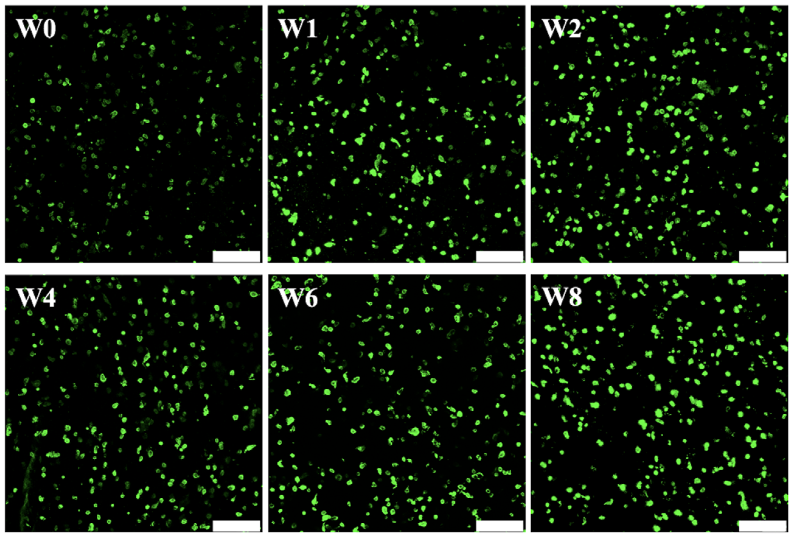 Biomedicines 09 00431 g005 Biomedicines 09 00431 g005