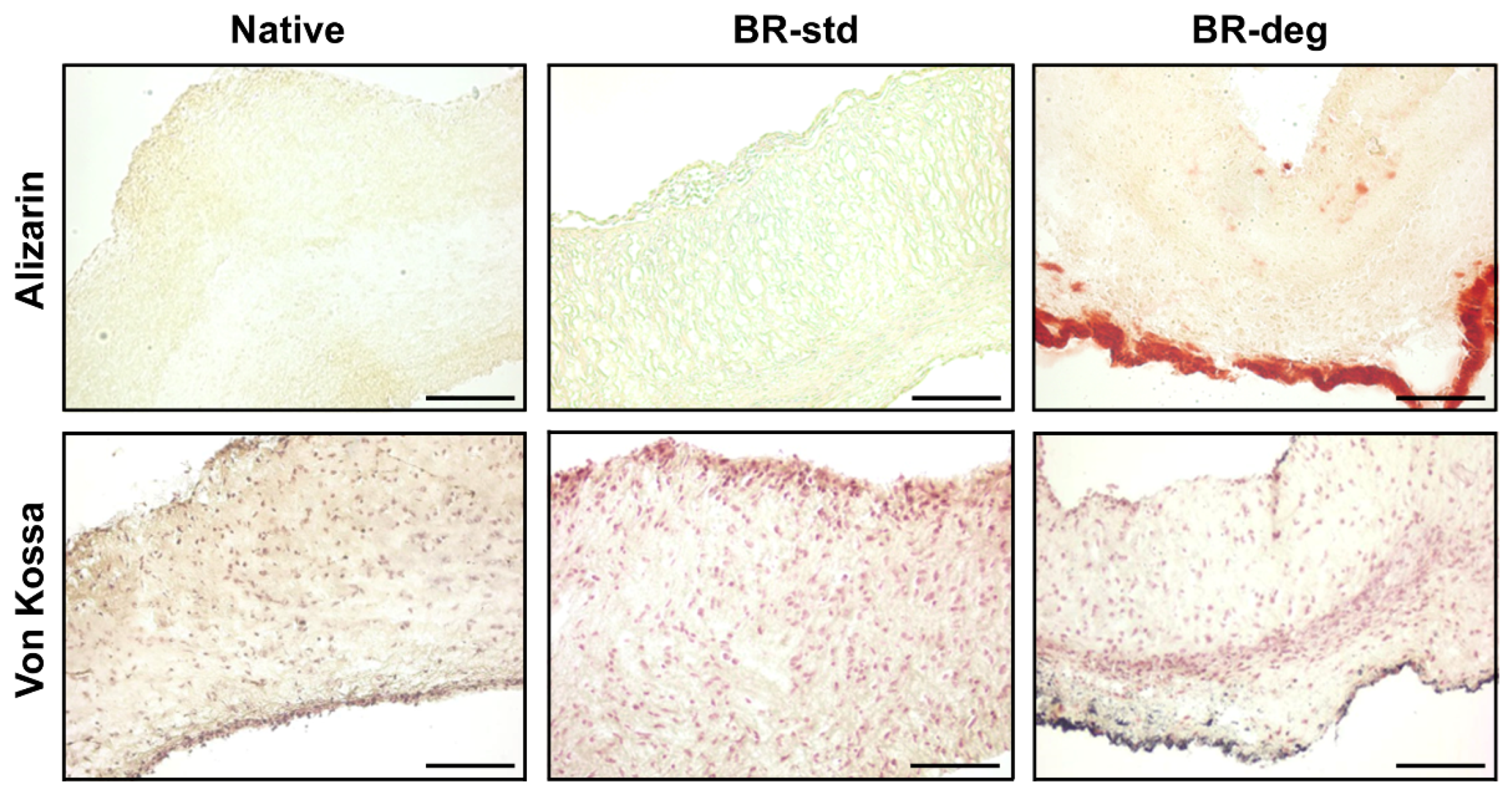 Biomedicines 09 00462 g003