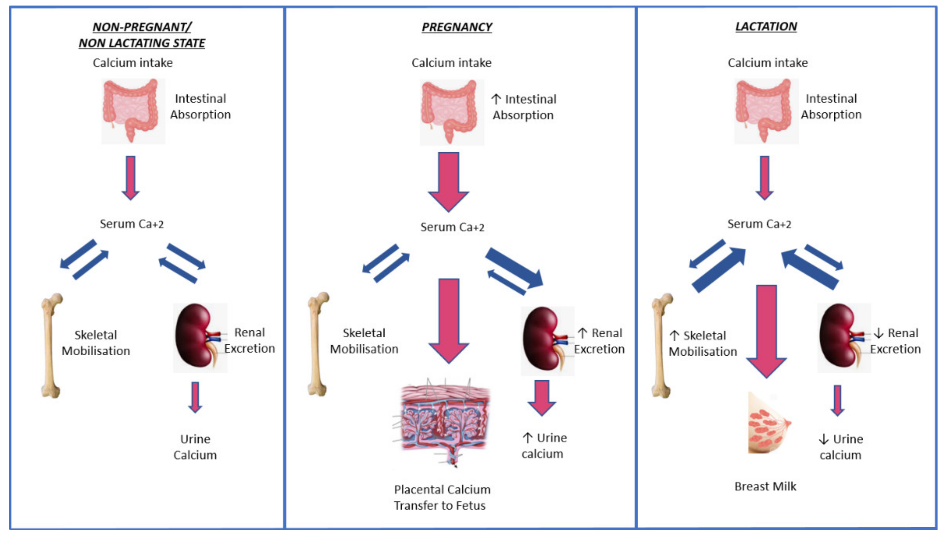 hyperparathyroidism and hypoparathyroidism