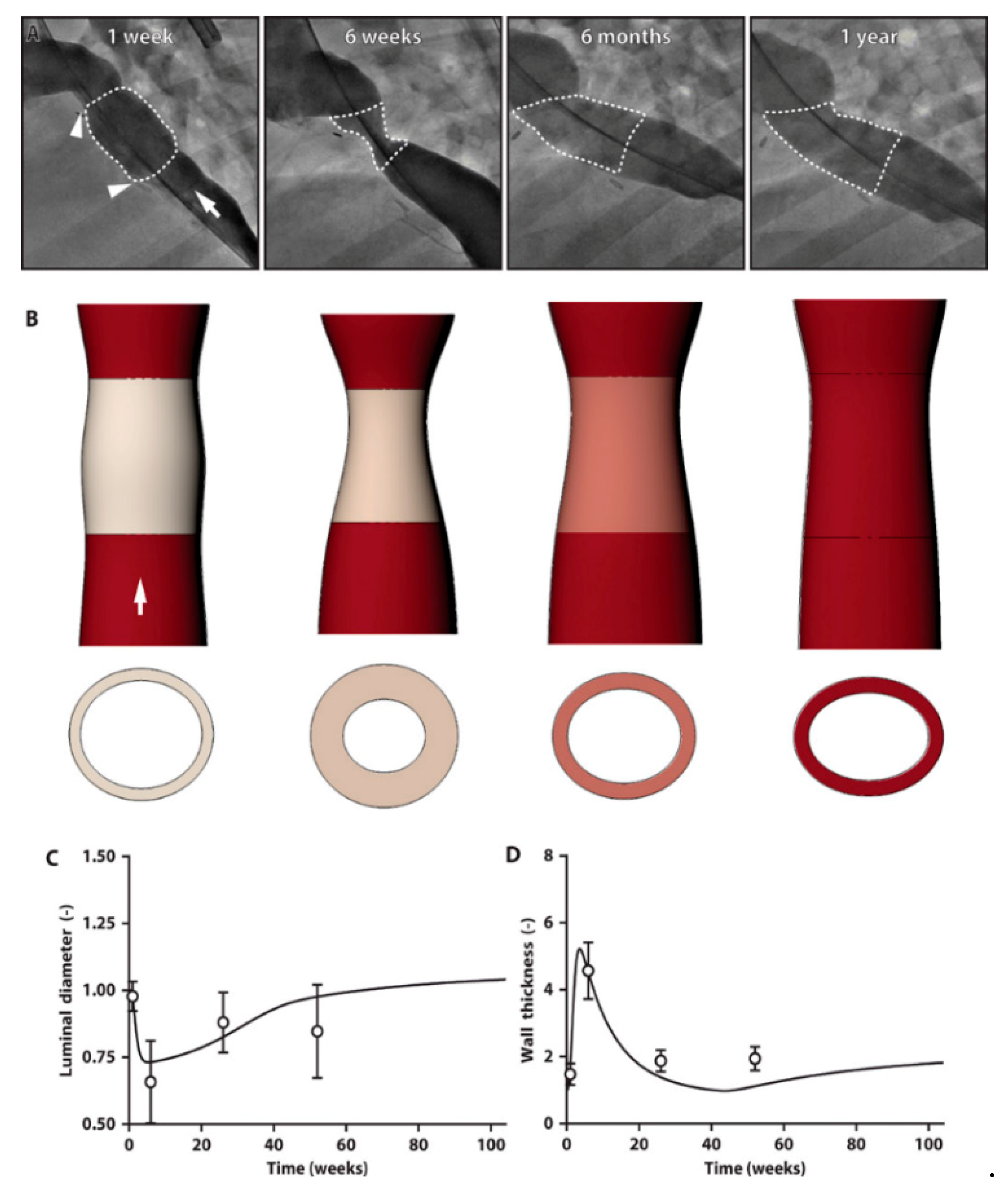 Biomedicines 09 00478 g005