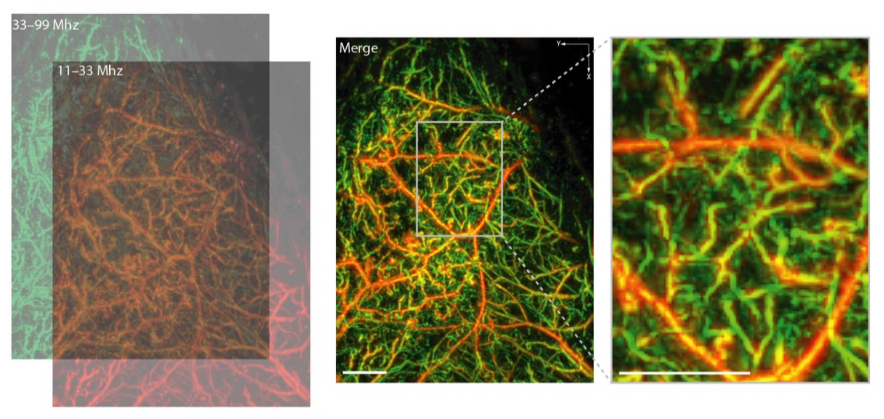 Biomedicines 09 00483 g003 Biomedicines 09 00483 g003