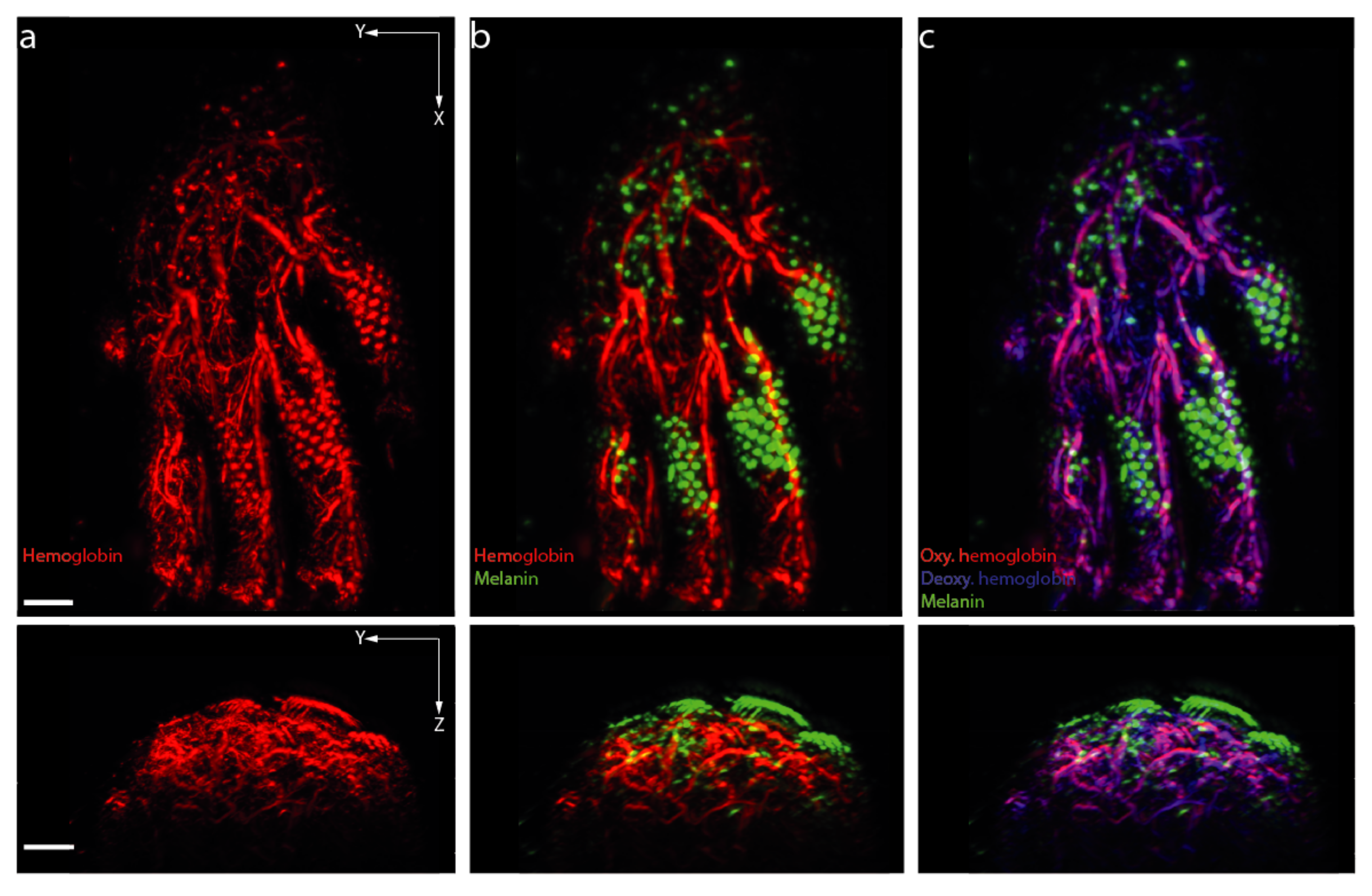 Biomedicines 09 00483 g005 Biomedicines 09 00483 g005