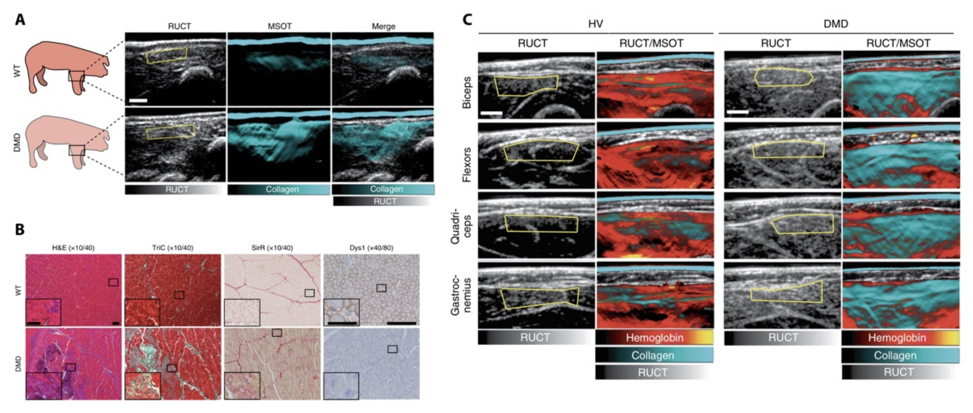 Biomedicines 09 00483 g006 Biomedicines 09 00483 g006