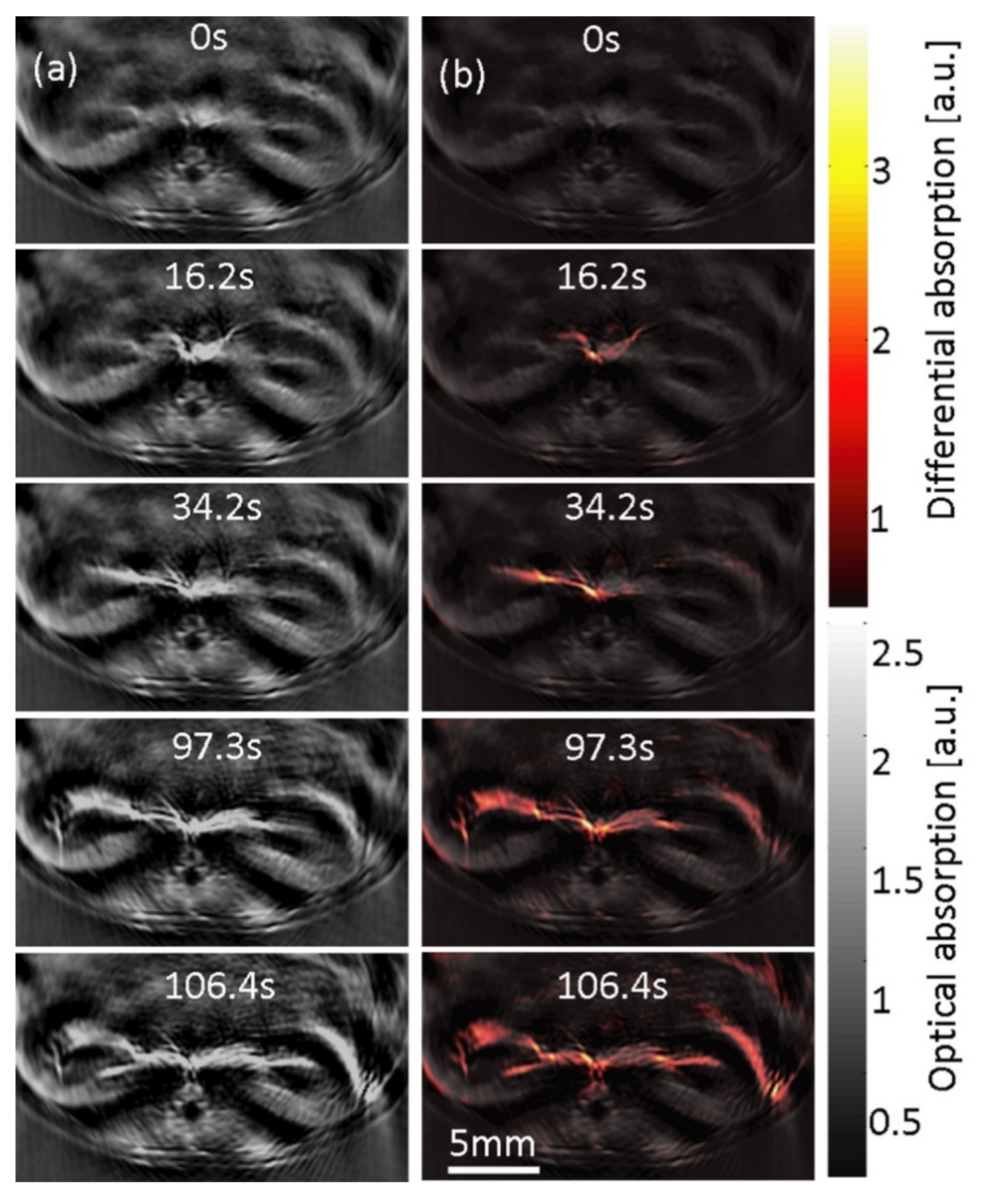 Biomedicines 09 00483 g007 Biomedicines 09 00483 g007