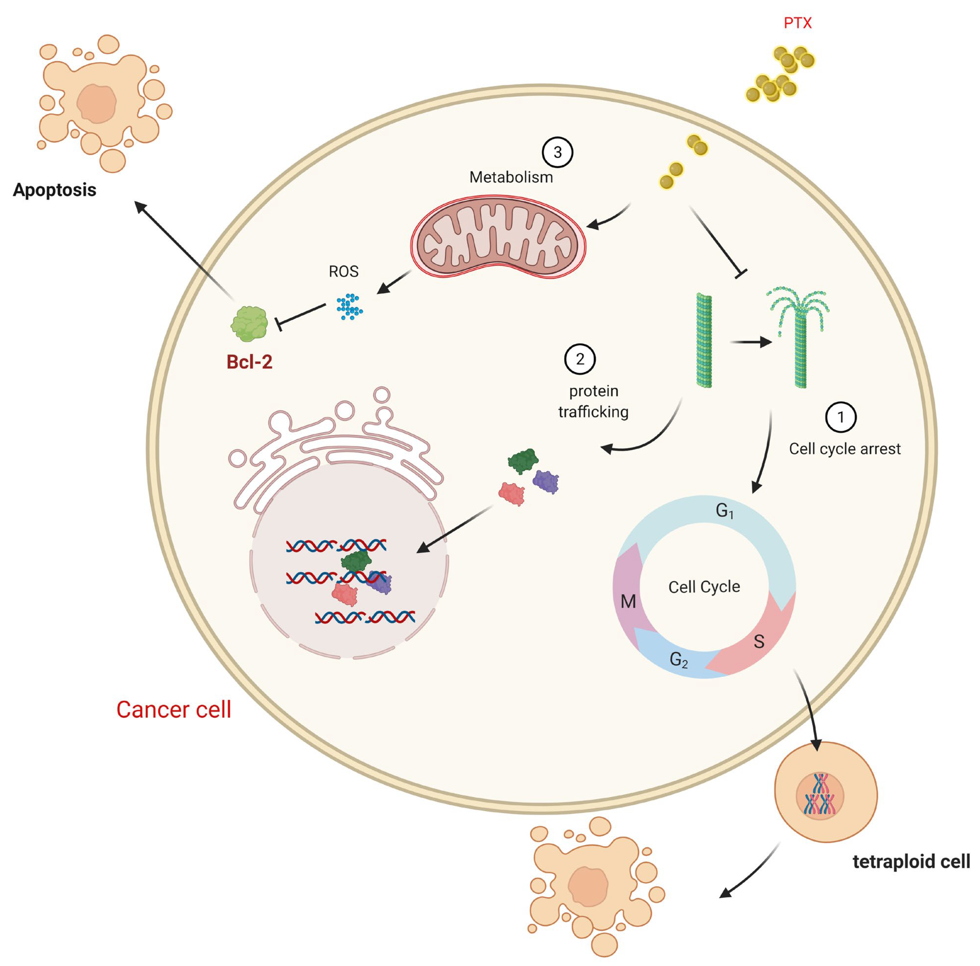 Biomedicines Free Full Text Paclitaxel Based Chemotherapy Targeting Cancer Stem Cells From Mono To Combination Therapy Html