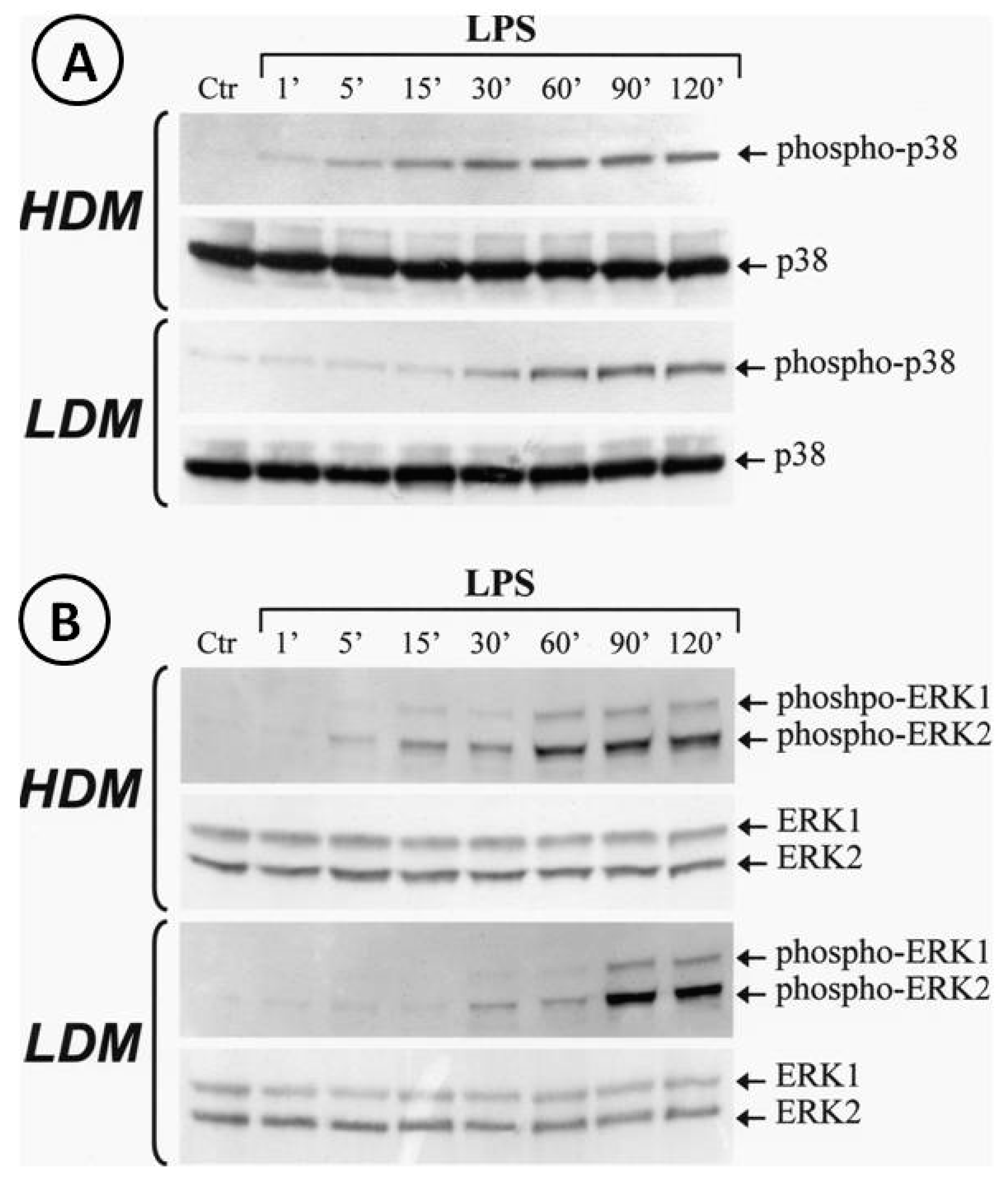 Biomedicines 09 00505 g008 Biomedicines 09 00505 g008
