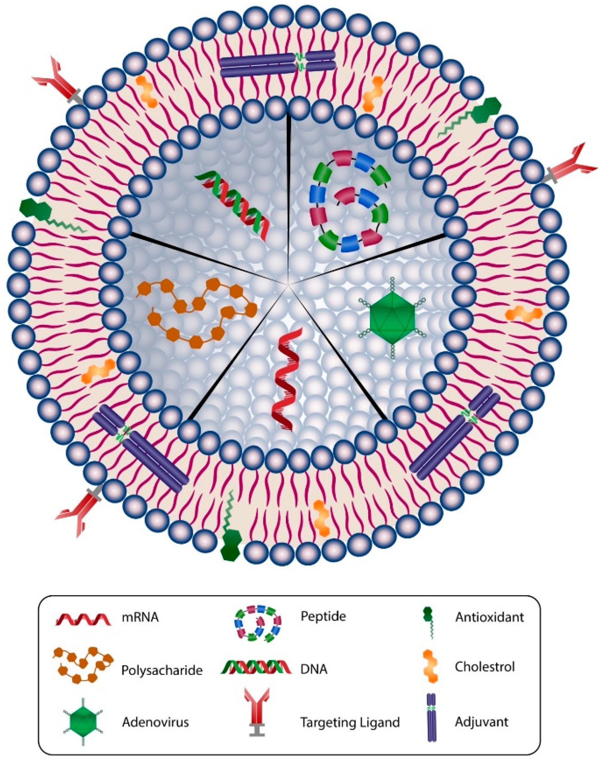 Biomedicines 09 00520 g003