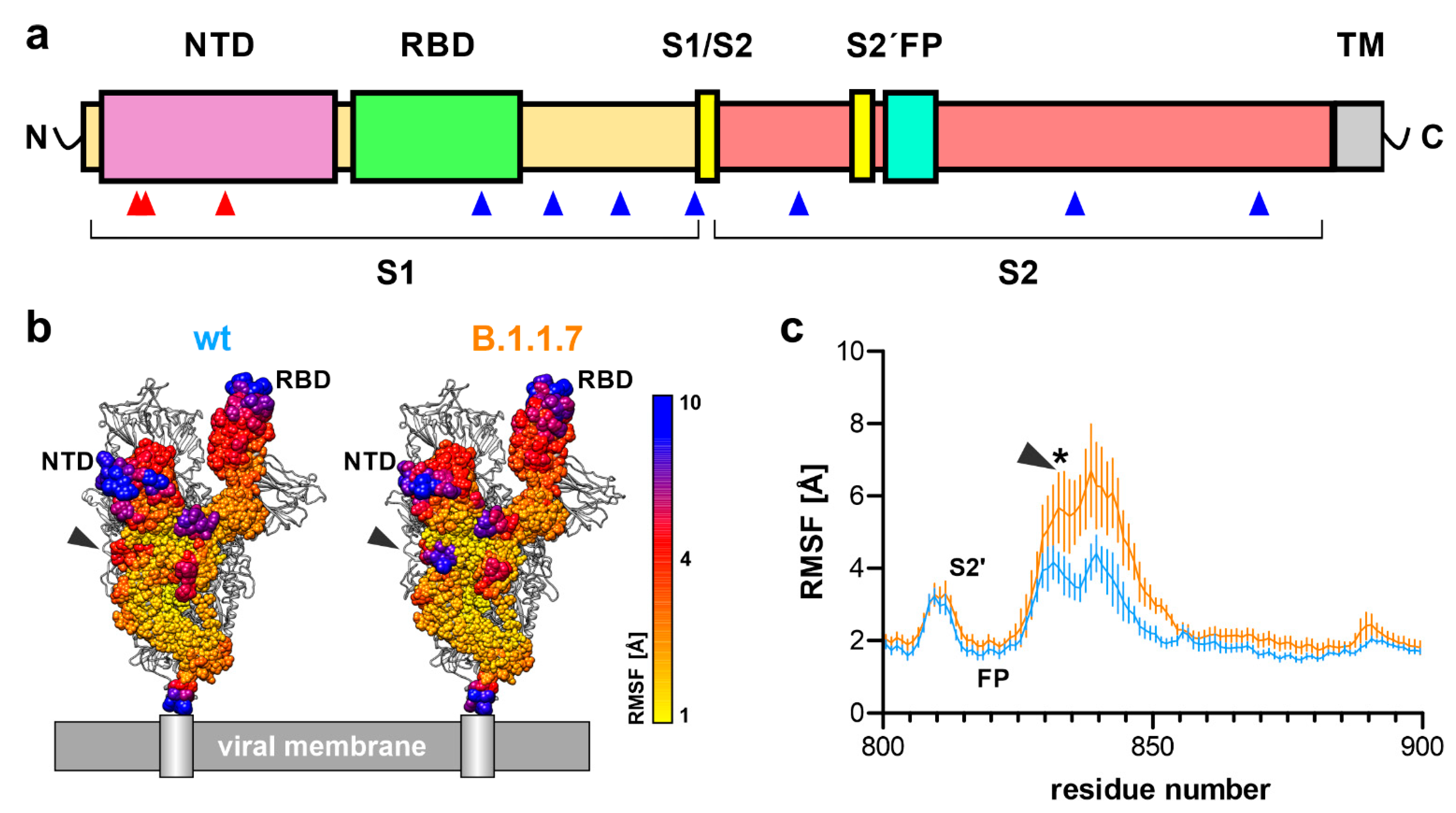 SARS-CoV-2 Spike Protein