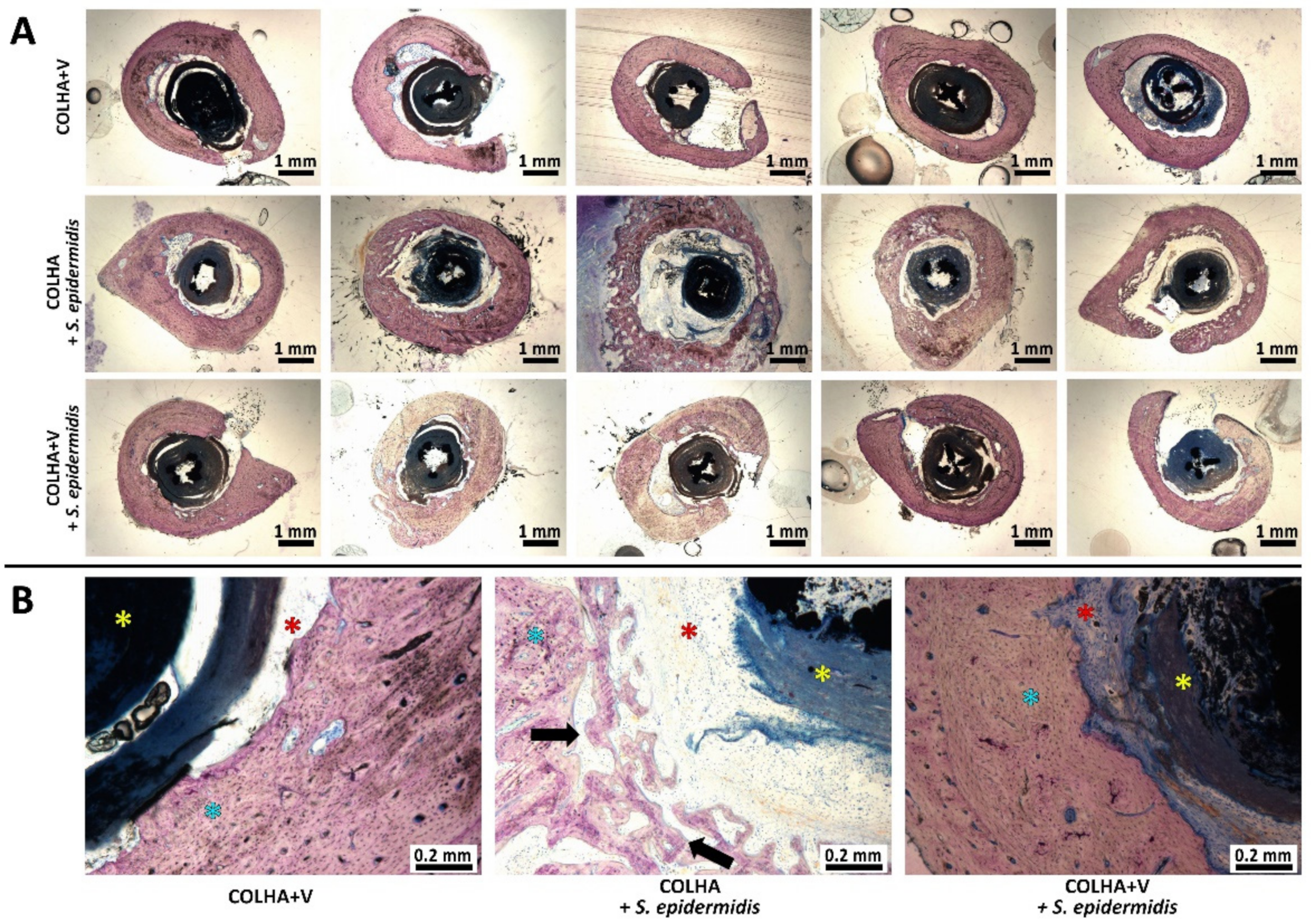 Biomedicines 09 00531 g003 Biomedicines 09 00531 g003