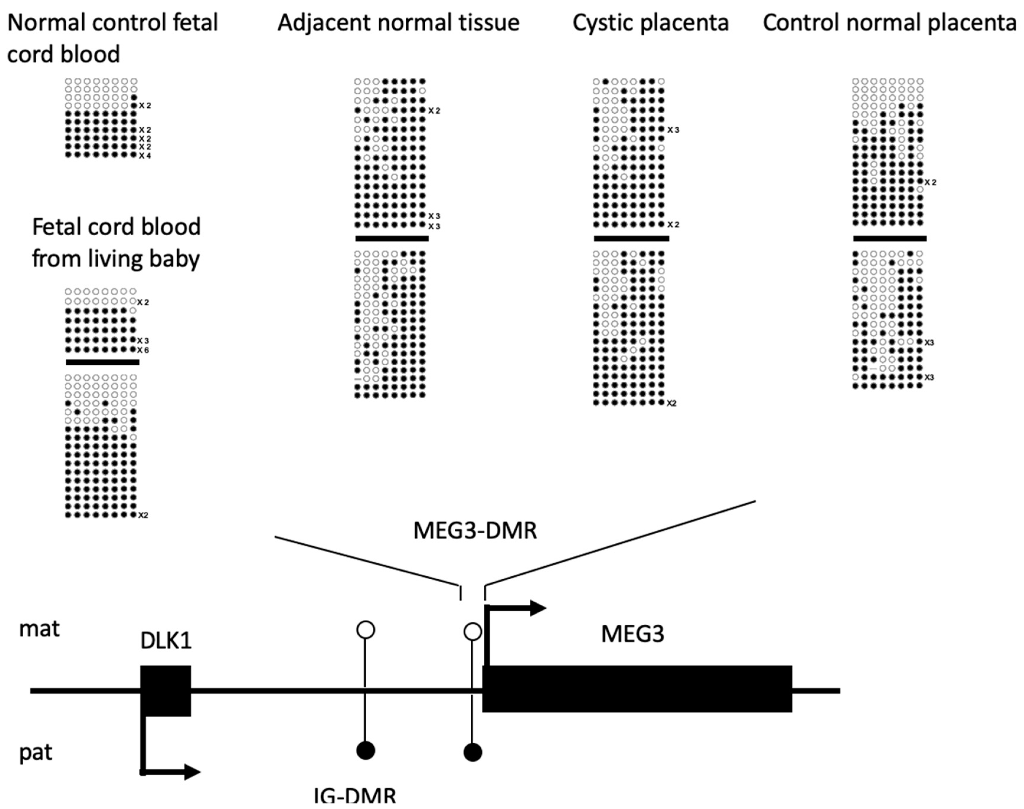 Biomedicines 09 00544 g005