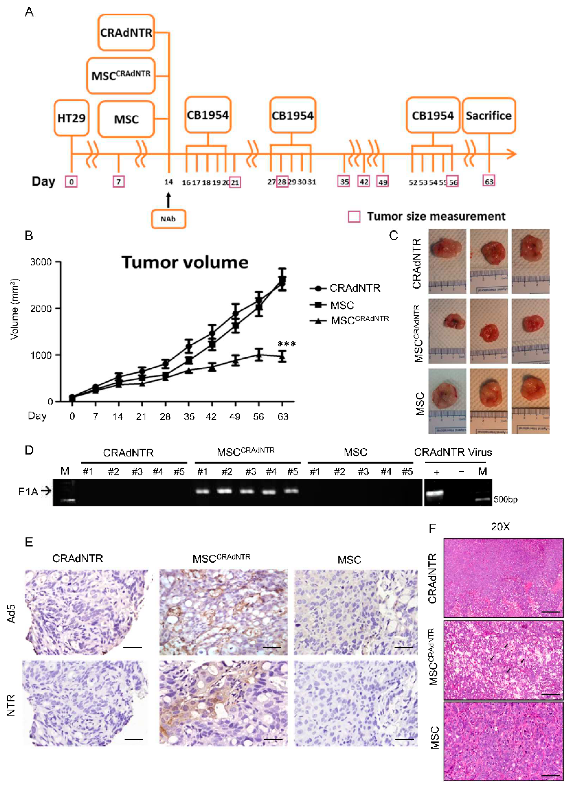 Biomedicines 09 00548 g004 Biomedicines 09 00548 g004