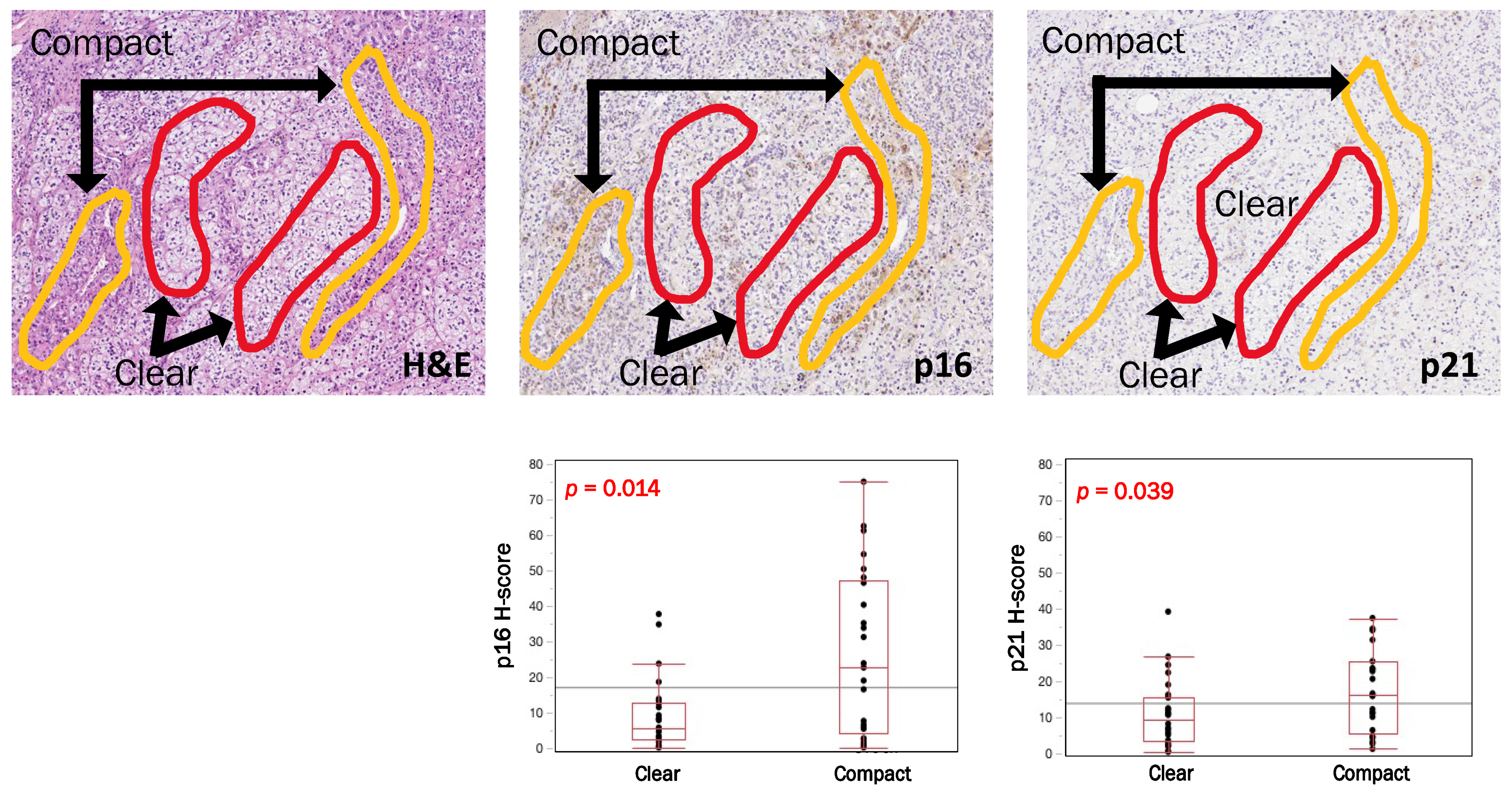 Biomedicines 09 00567 g003 Biomedicines 09 00567 g003