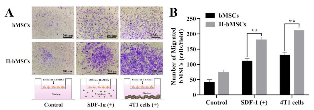 Biomedicines 09 00575 g005