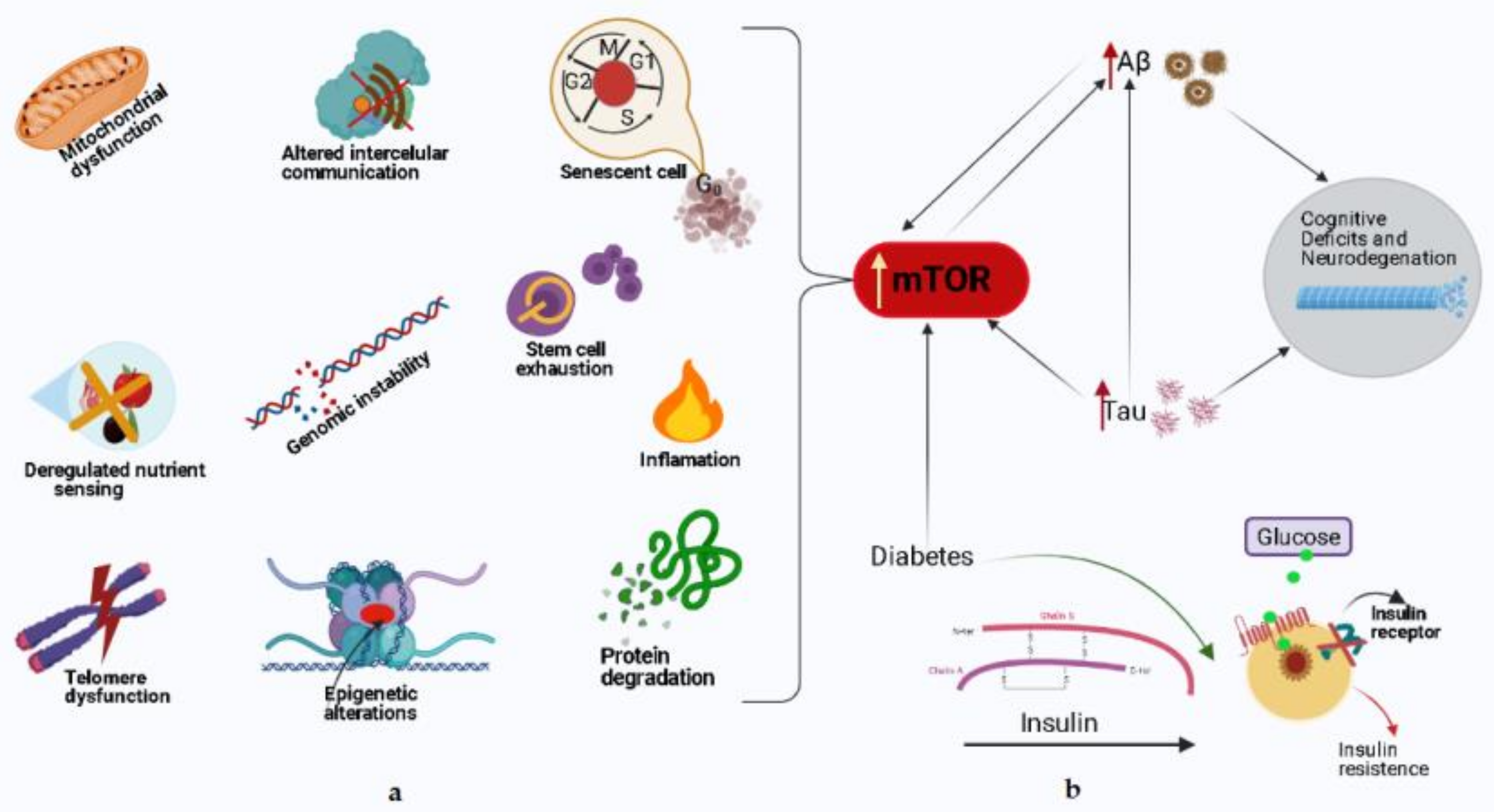 Biomedicines 09 00576 g002