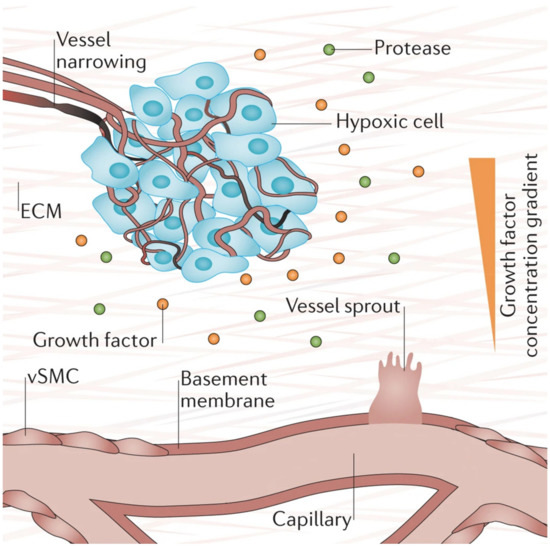 Biomedicines 09 00589 g004 550