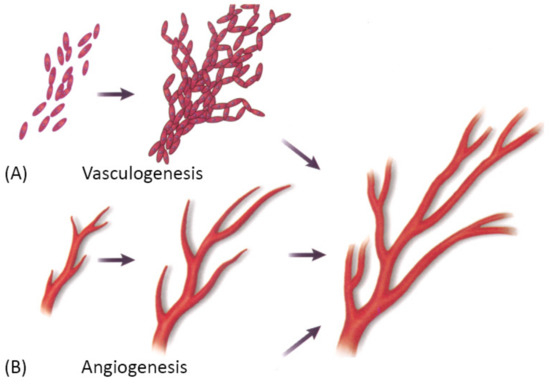 Biomedicines 09 00589 g008 550