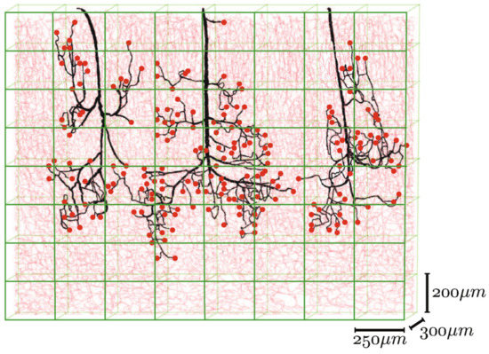 Biomedicines 09 00589 g010 550