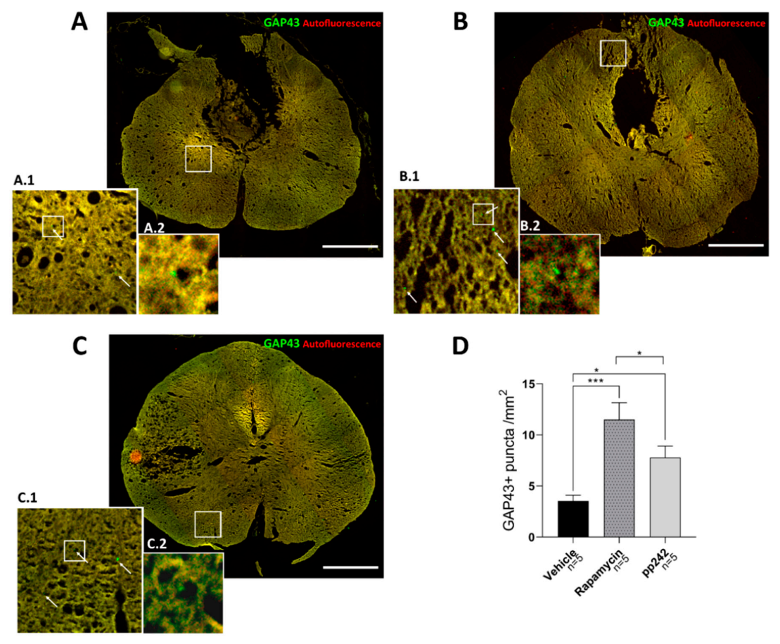 Biomedicines 09 00593 g004 Biomedicines 09 00593 g004