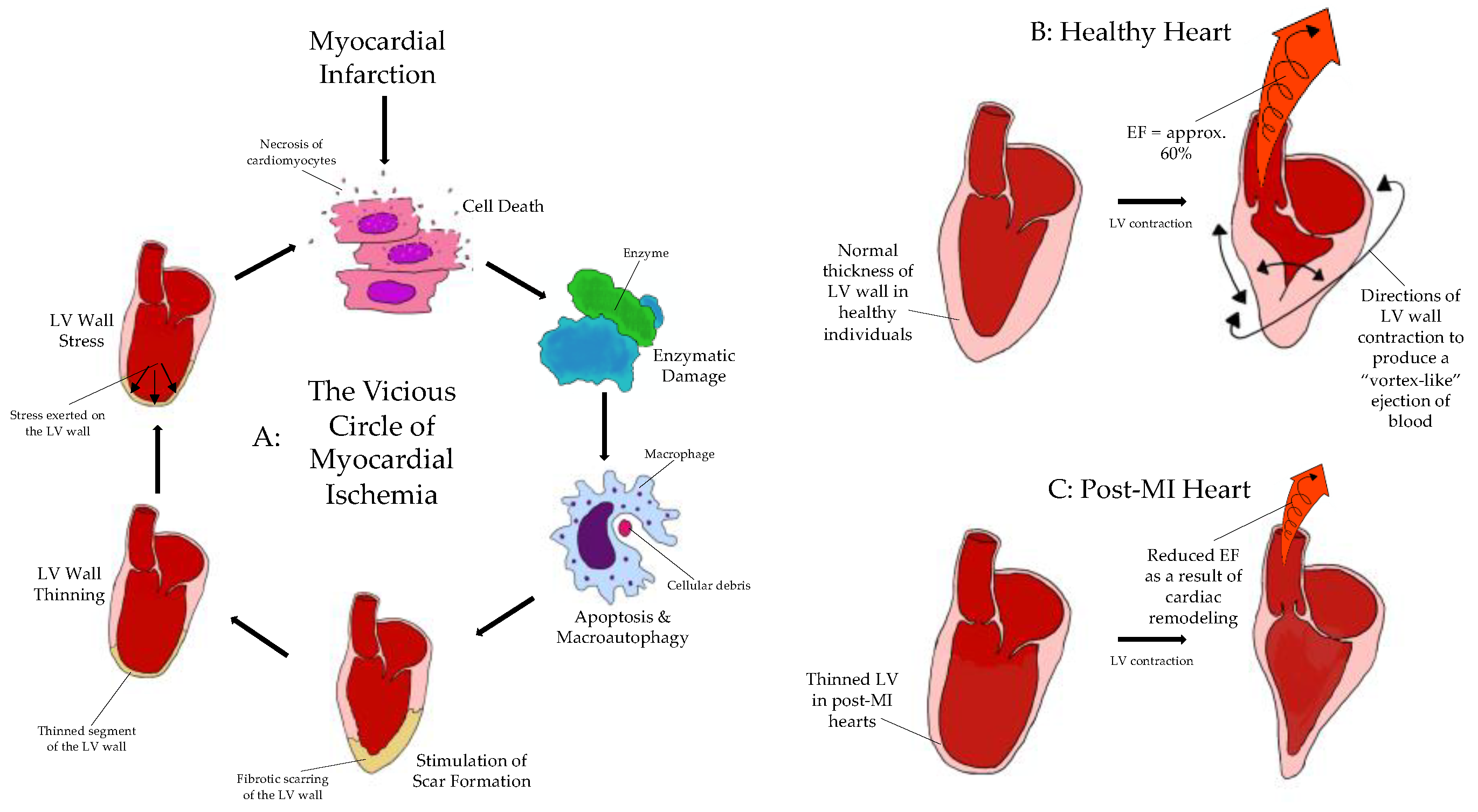 Biomedicines 09 00595 g001 Biomedicines 09 00595 g001
