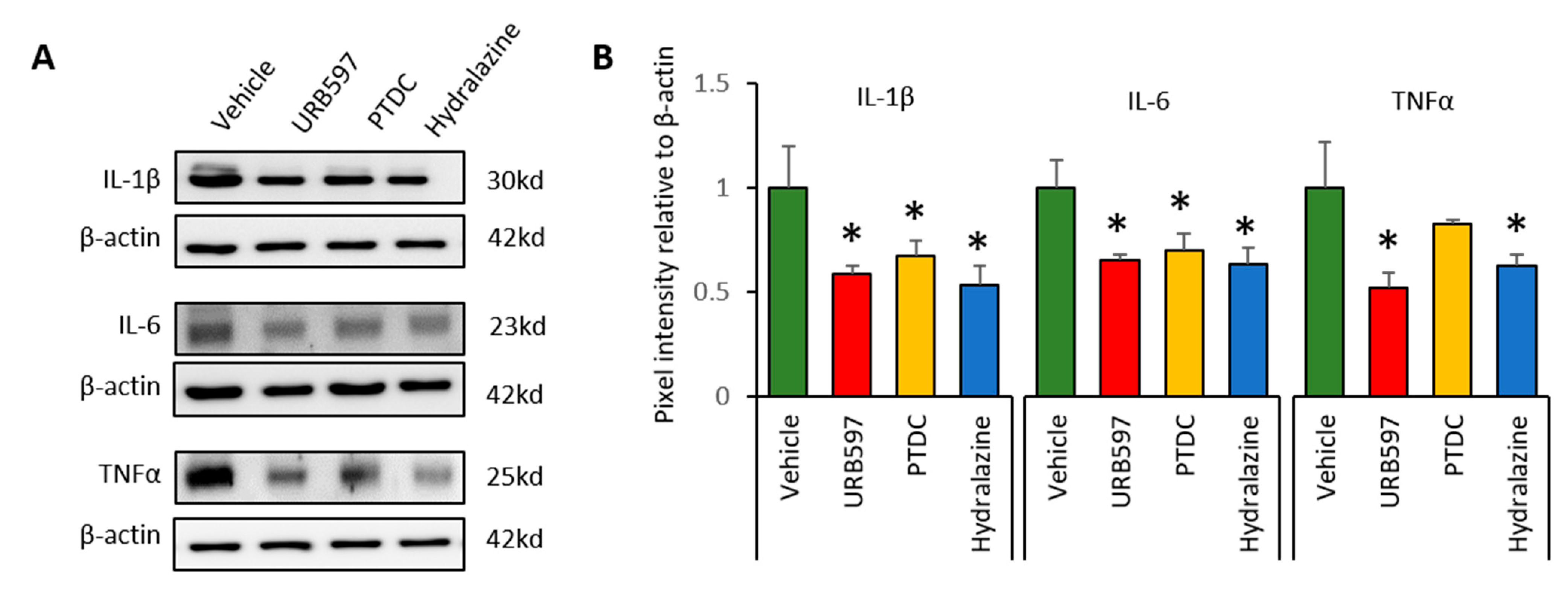Biomedicines 09 00596 g004