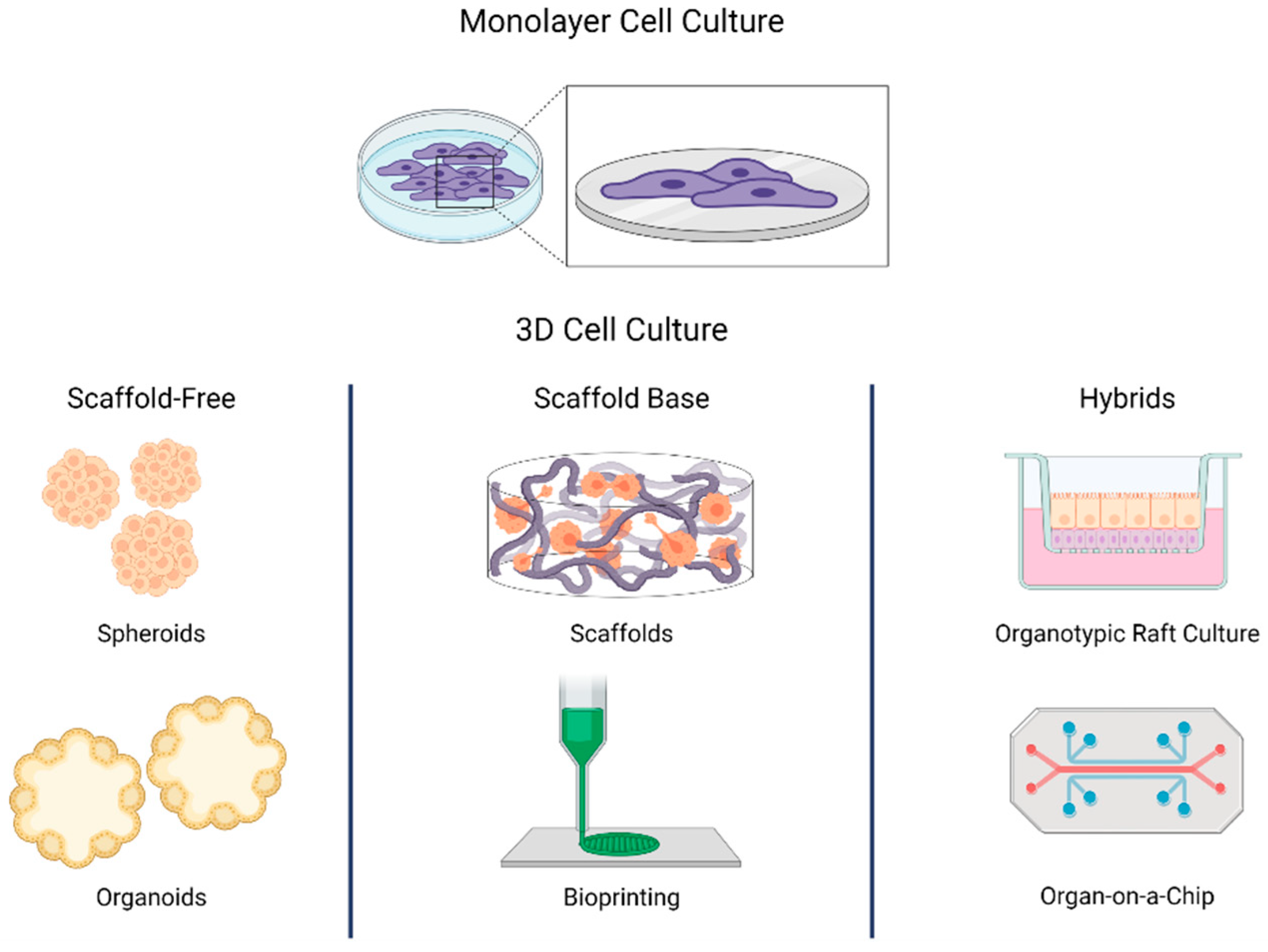 Biomedicines | Free Full-Text | 3D Cell Culture Models in COVID-19 Times: A  Review of 3D Technologies to Understand and Accelerate Therapeutic Drug  Discovery
