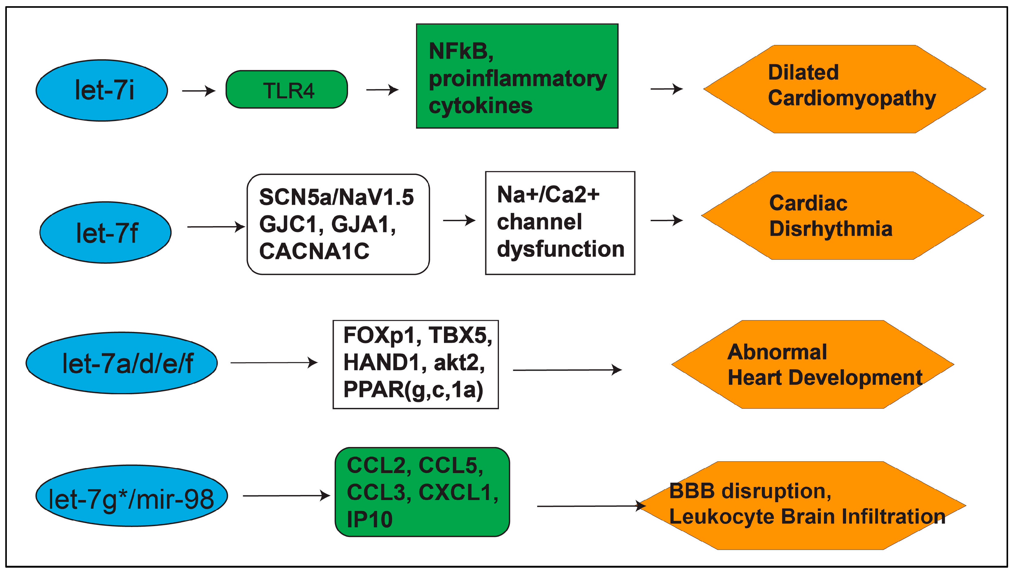 let-7 microRNAs: Their Role in Cerebral and Cardiovascular Diseases ...