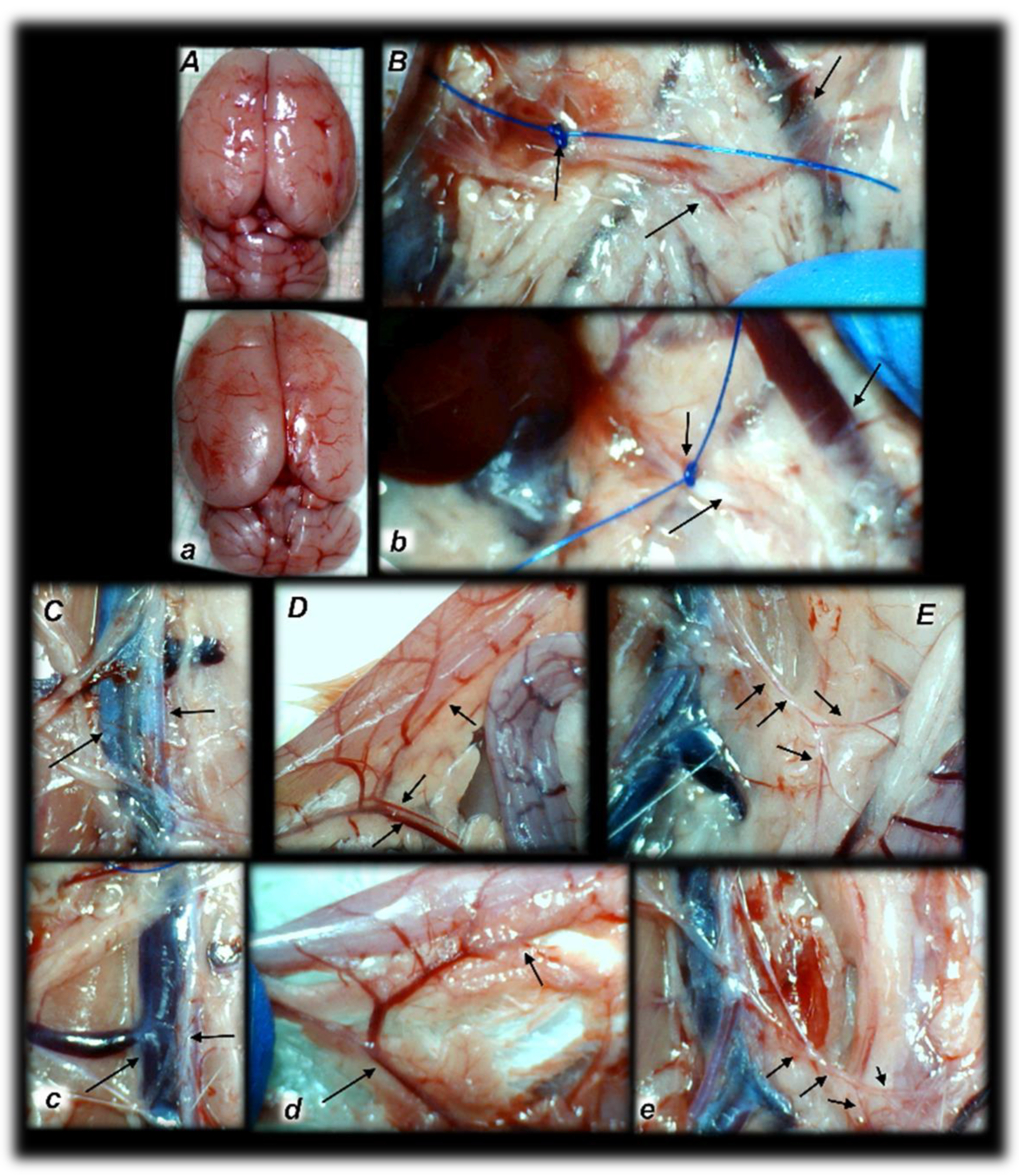 Biomedicines 09 00609 g004 Biomedicines 09 00609 g004