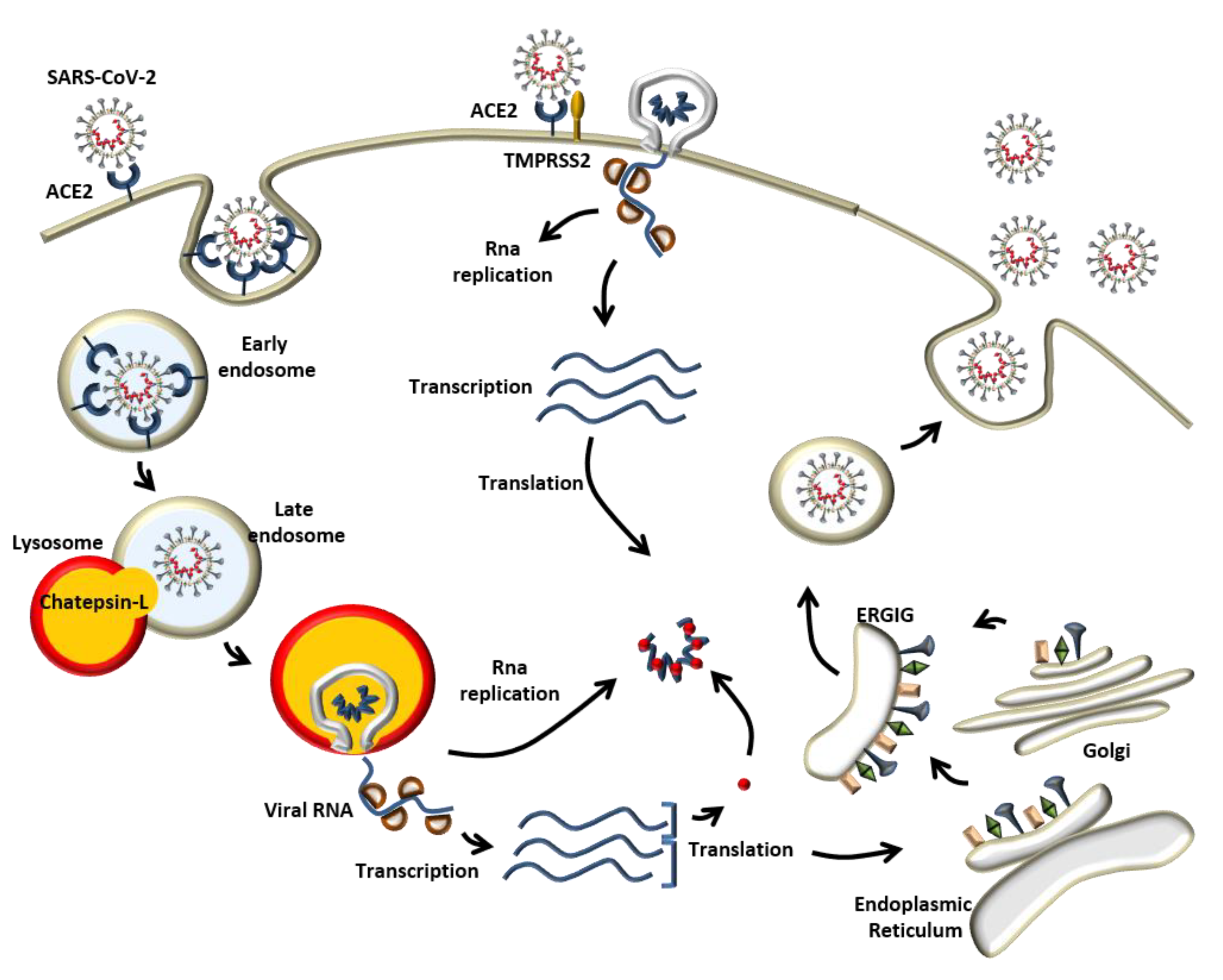 Biomedicines 09 00611 g003 Biomedicines 09 00611 g003