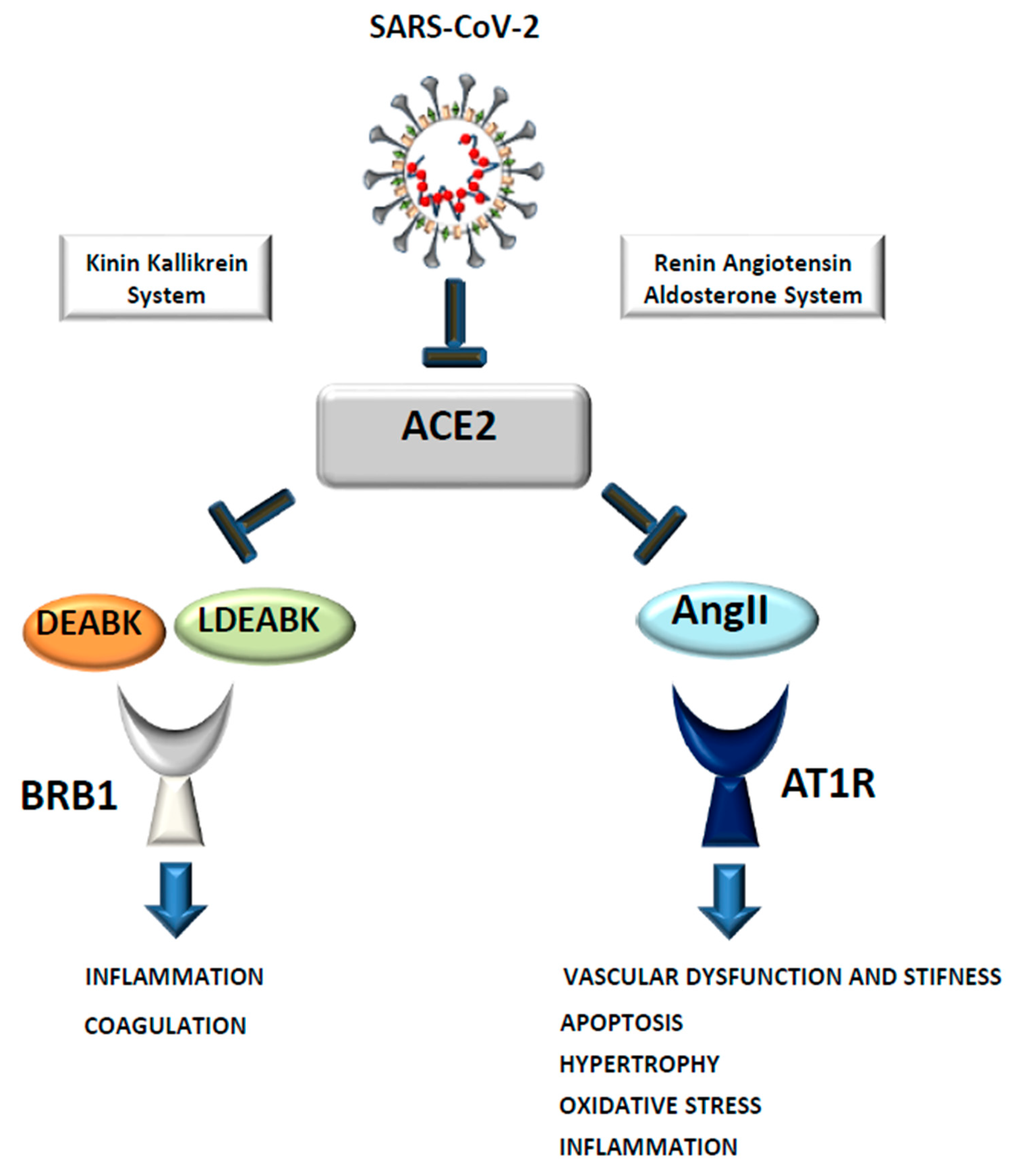 Biomedicines 09 00611 g005 Biomedicines 09 00611 g005