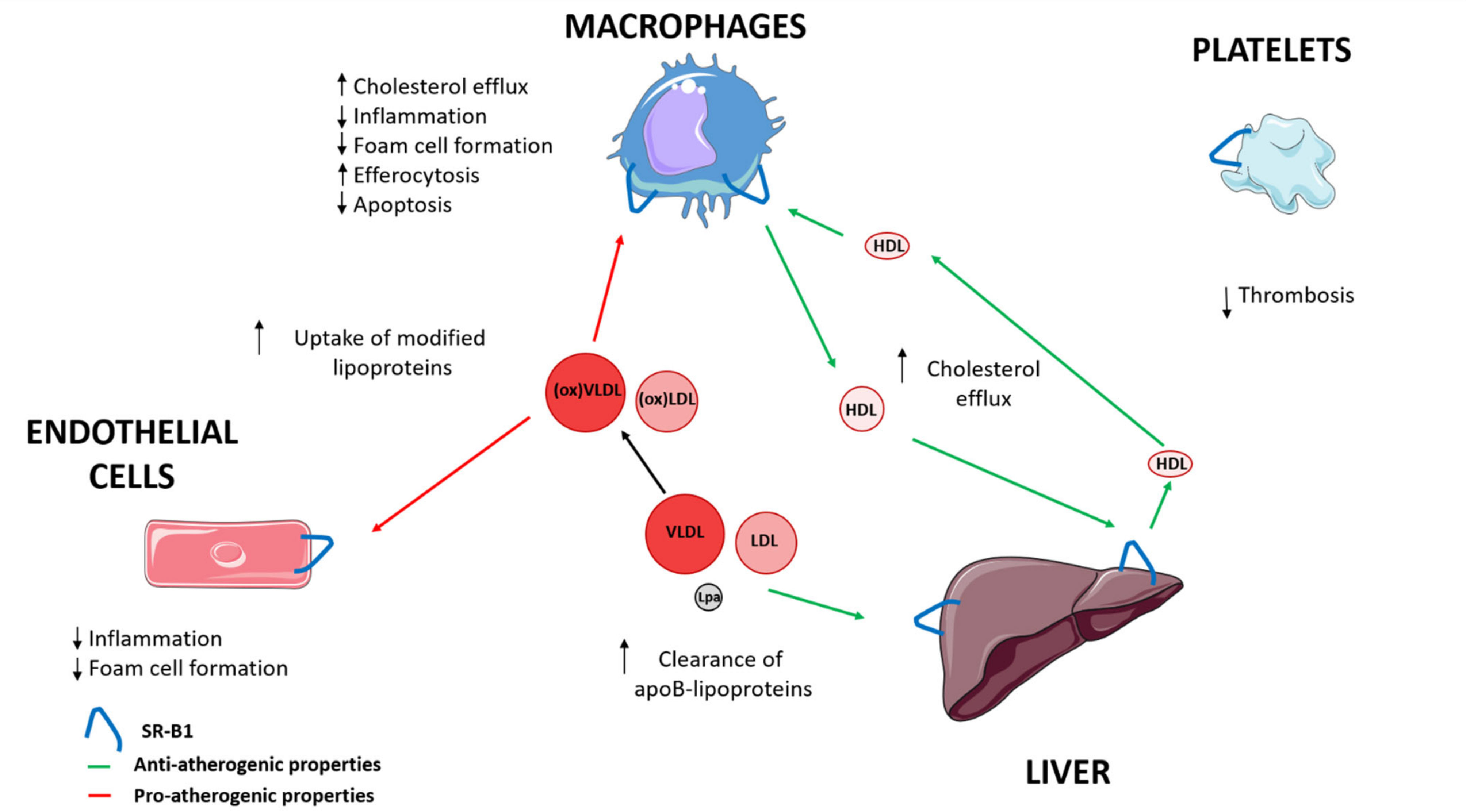Biomedicines 09 00612 g001 Biomedicines 09 00612 g001