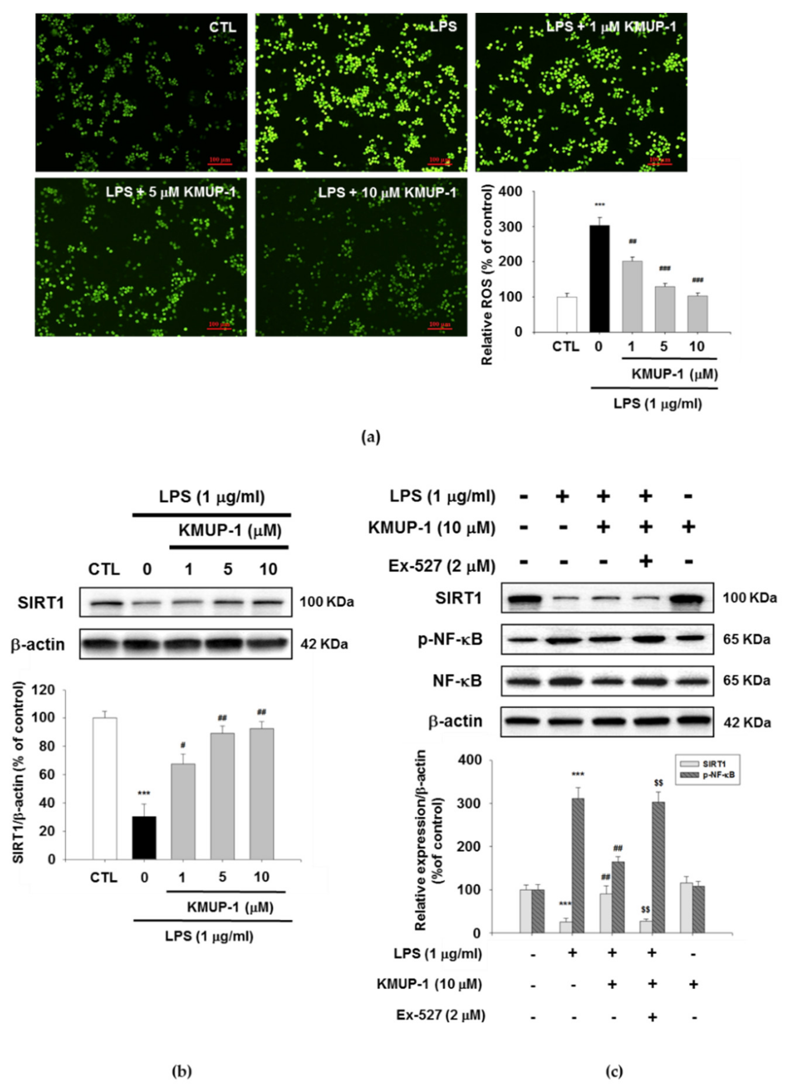 Biomedicines 09 00615 g006 Biomedicines 09 00615 g006