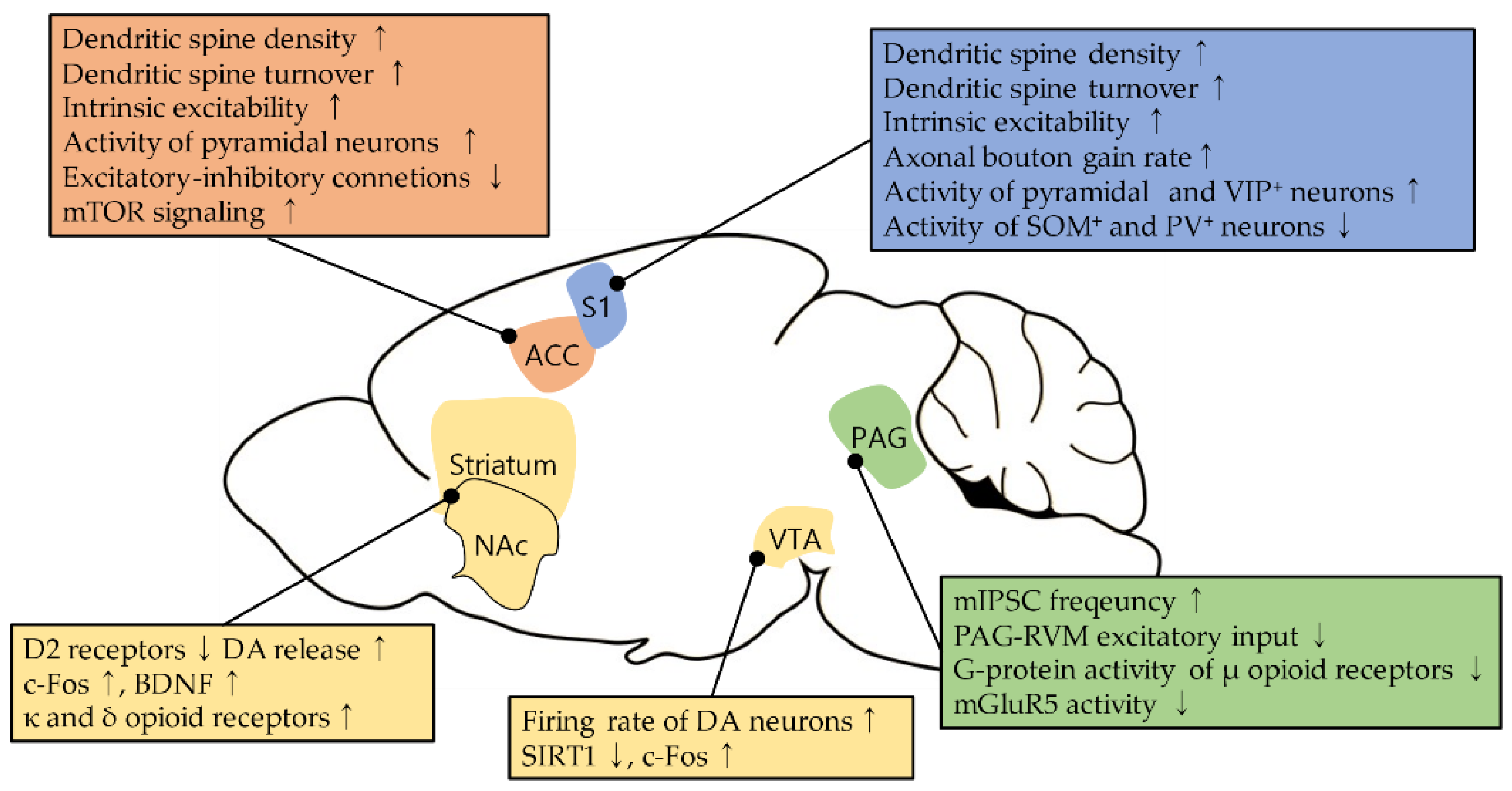 Biomedicines Free Full Text Neural Plasticity In The Brain During Neuropathic Pain Html