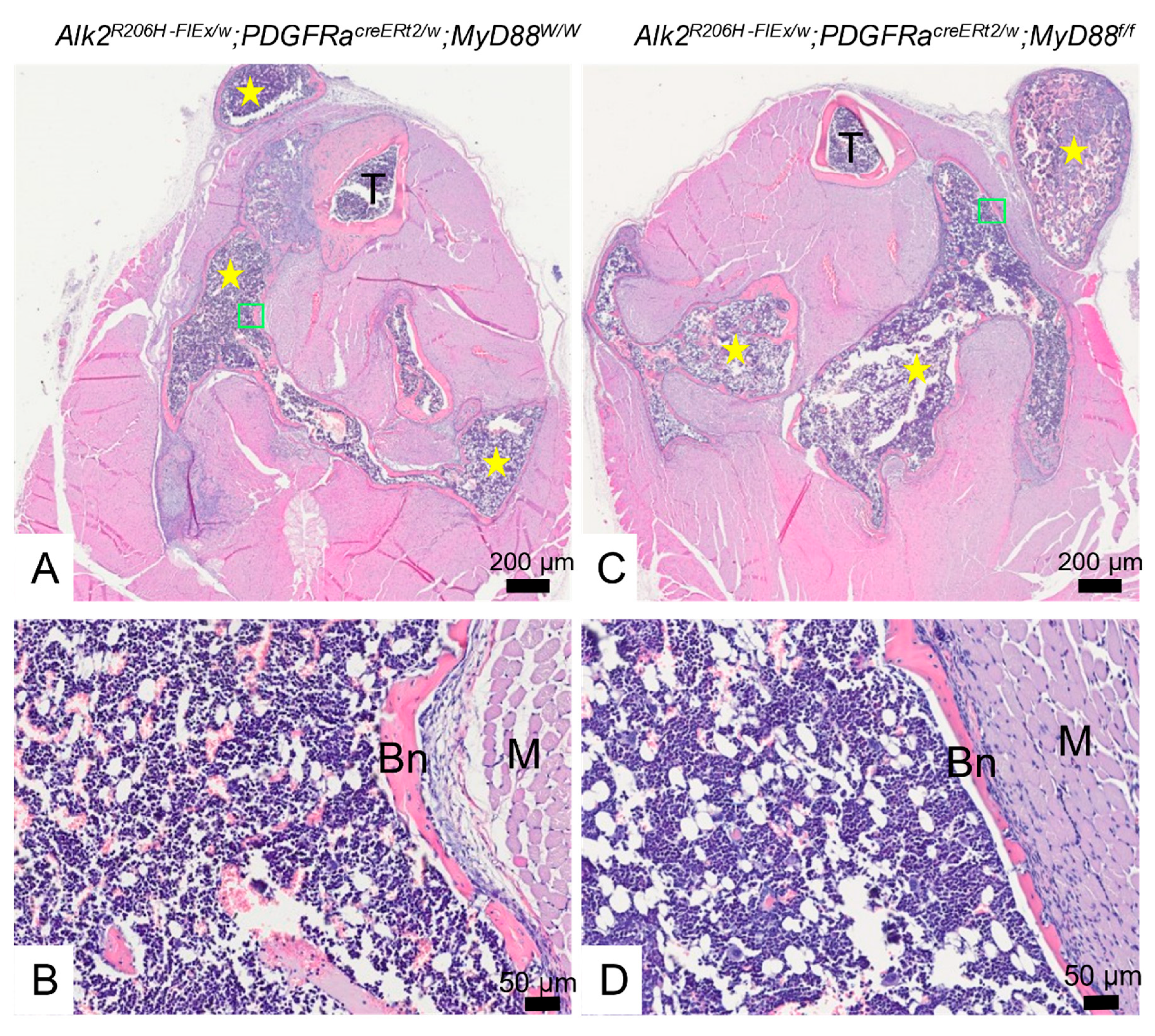Biomedicines 09 00630 g003