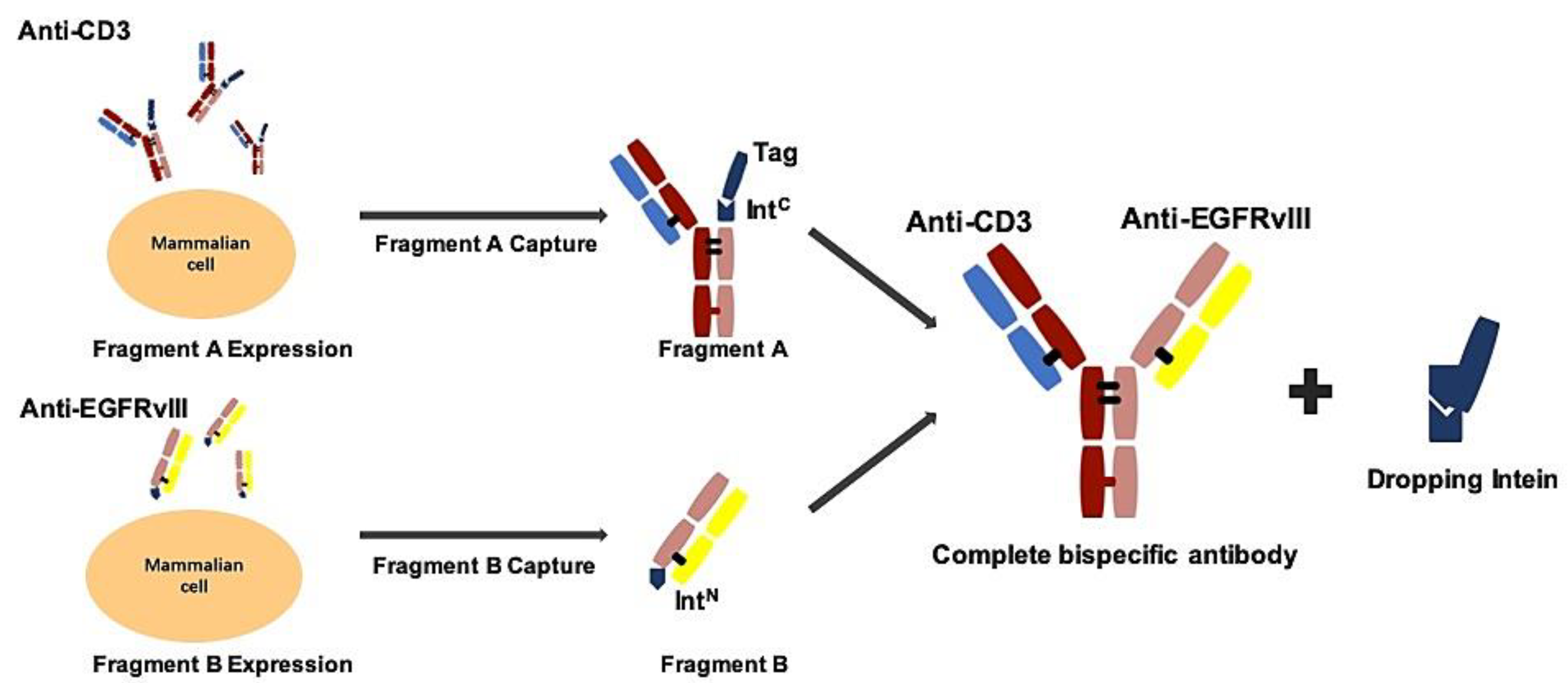 Biomedicines 09 00640 g001 Biomedicines 09 00640 g001